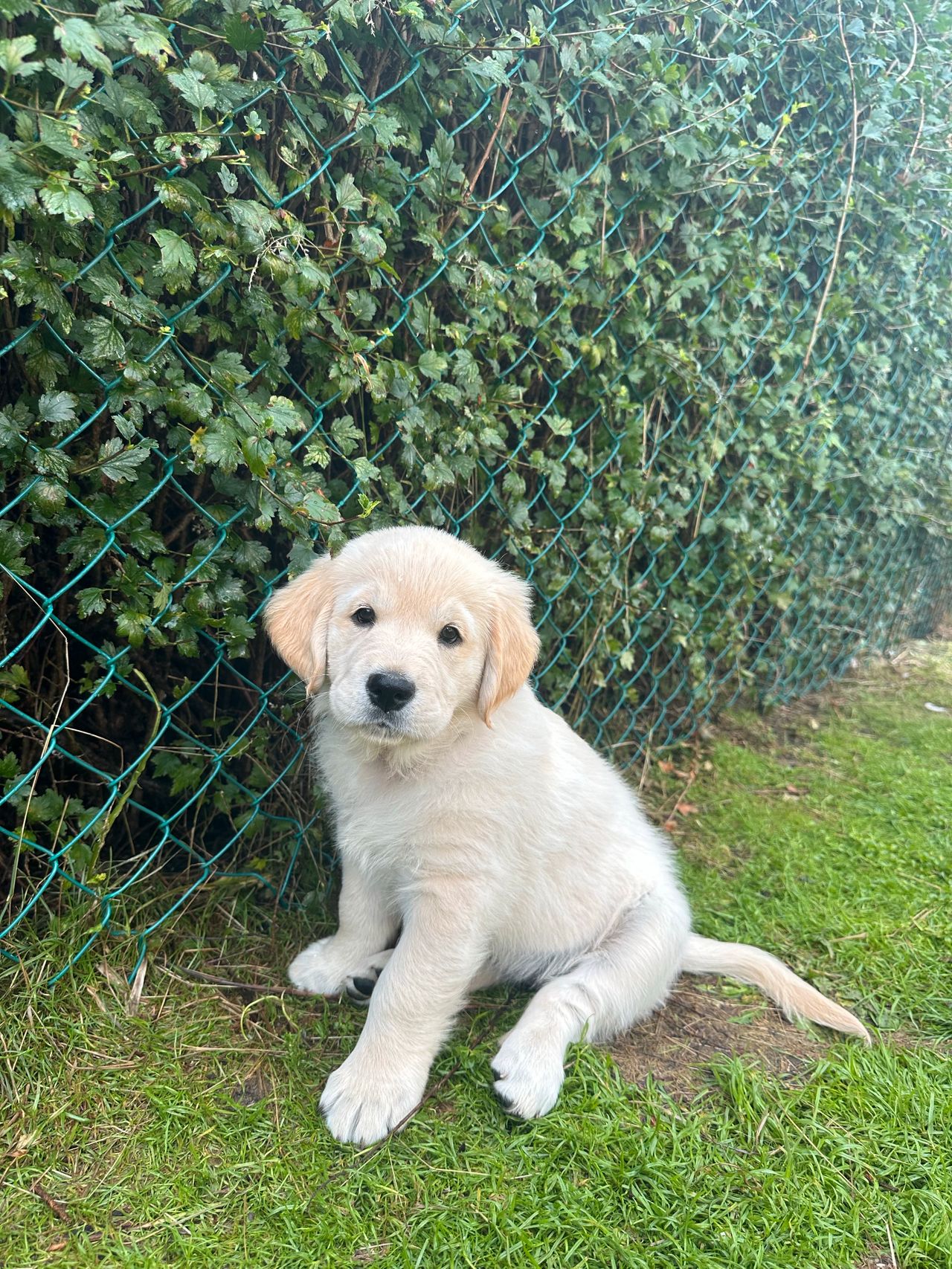 Golden retriever