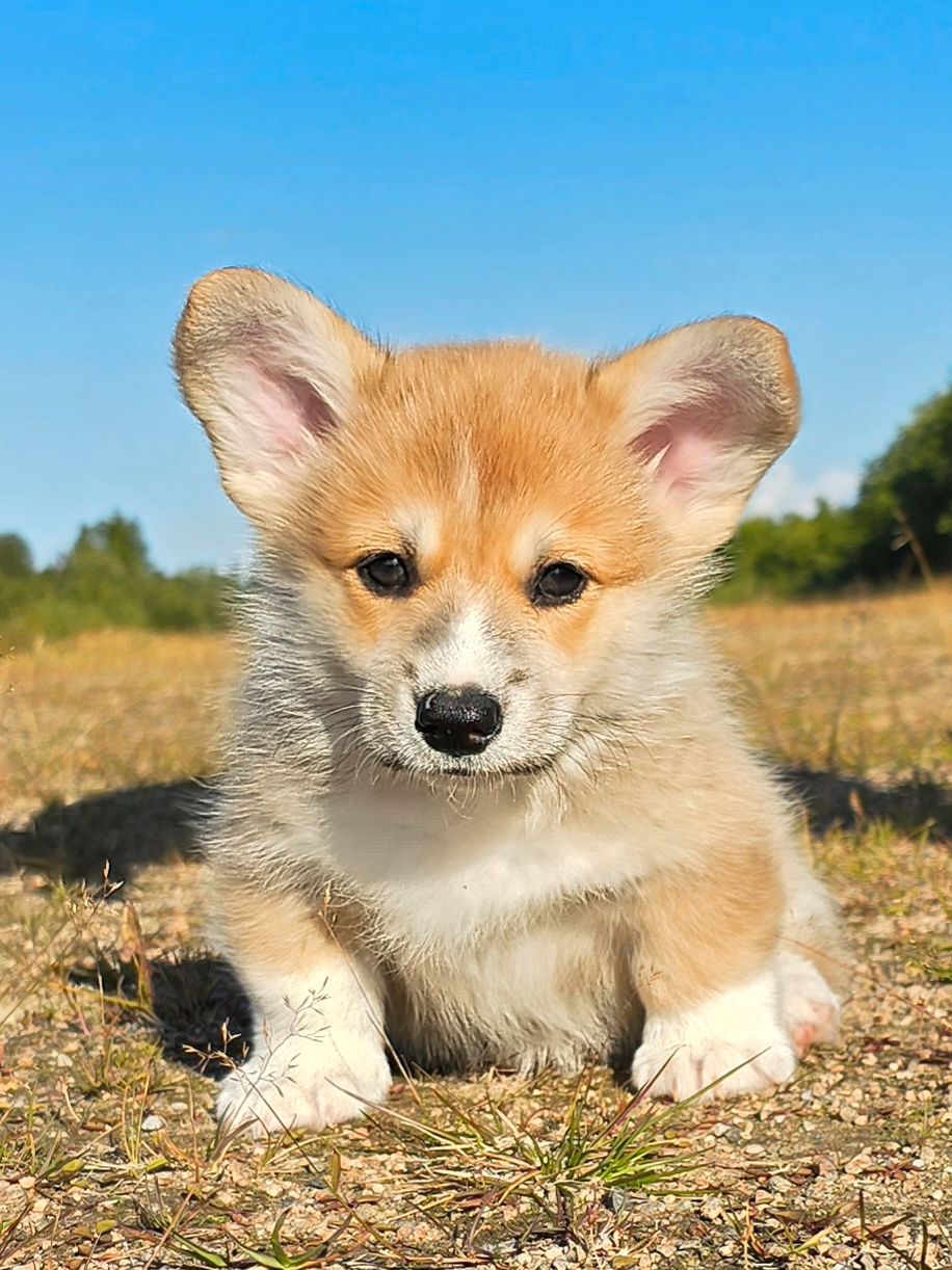 Welsh corgi pembroke