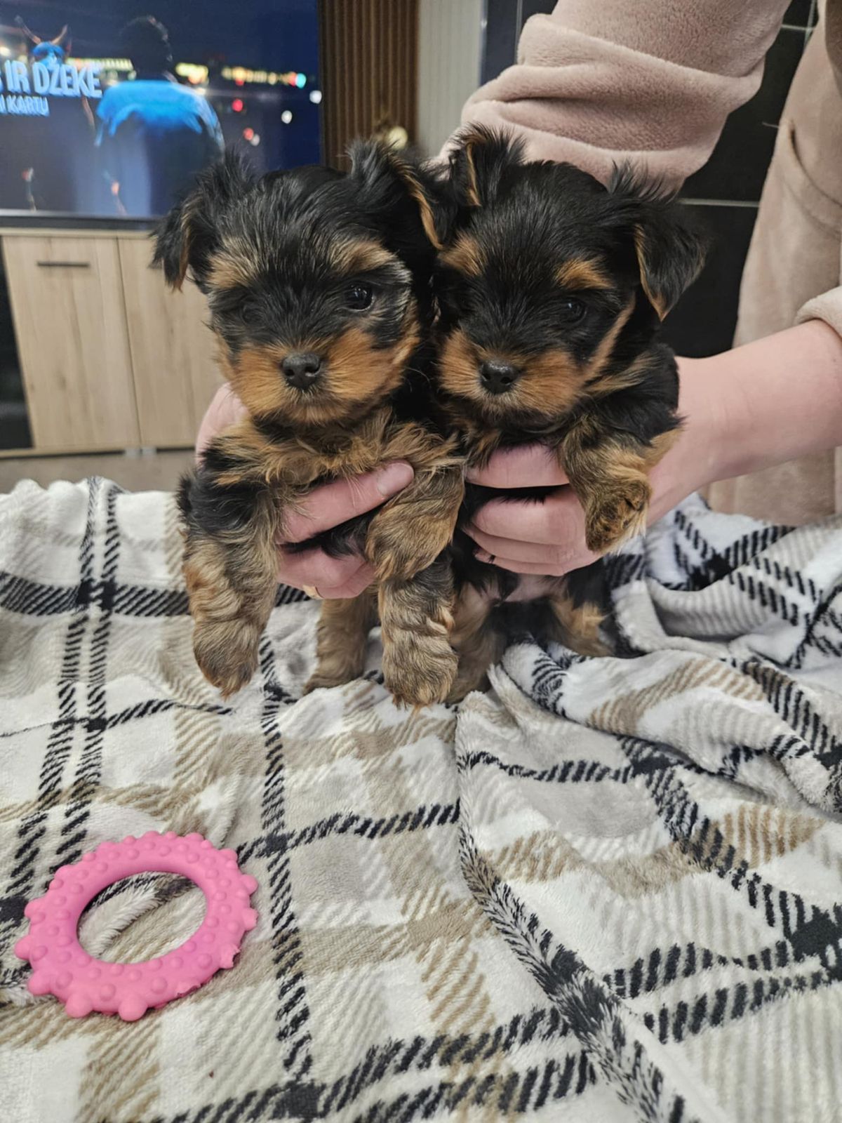 Yorkshire terrier