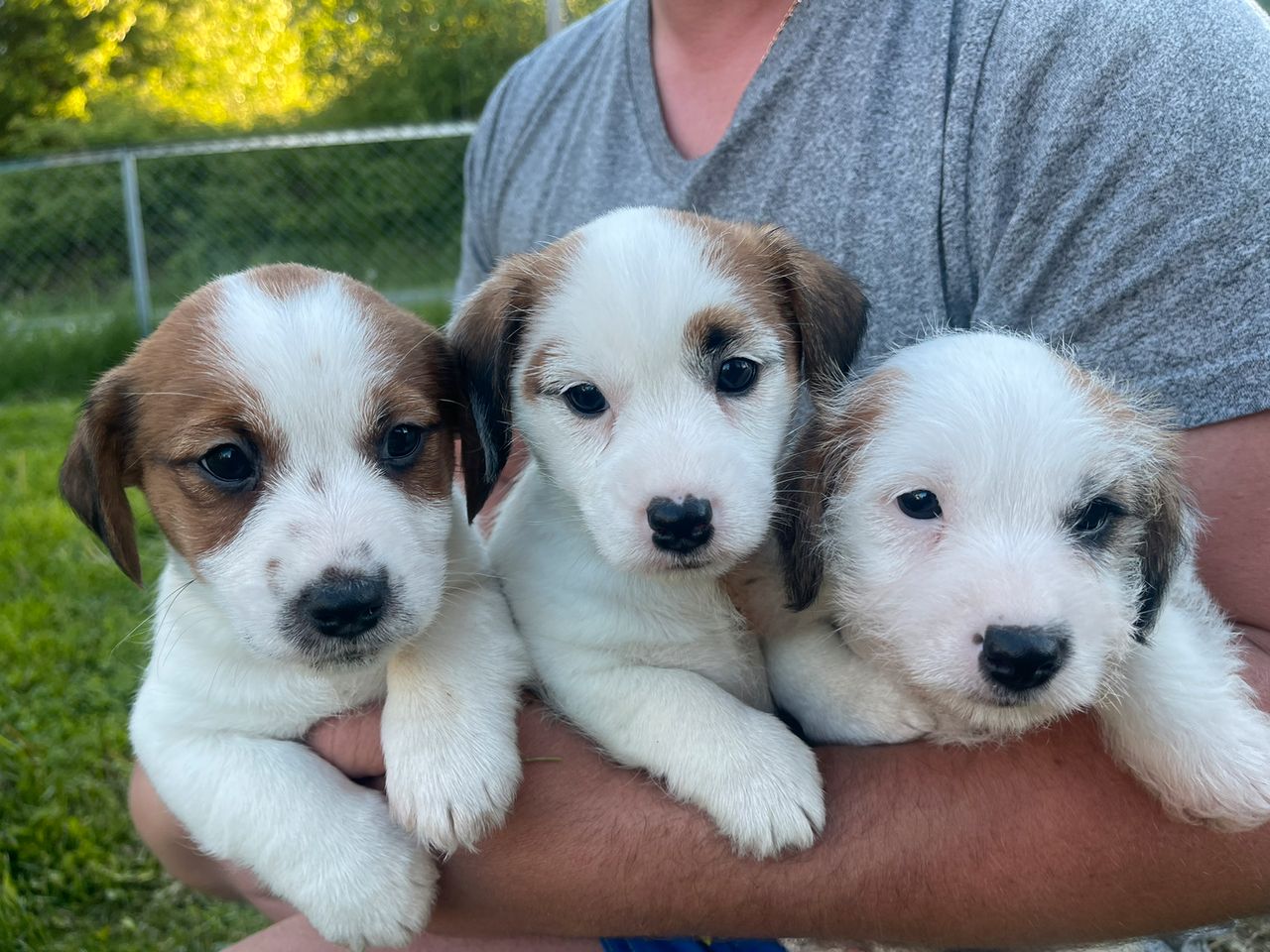 Jack russell terrier