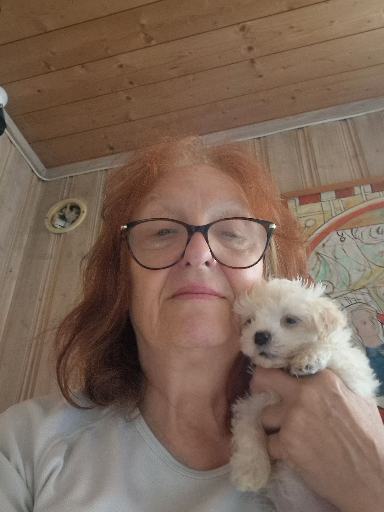 Bichon havanais