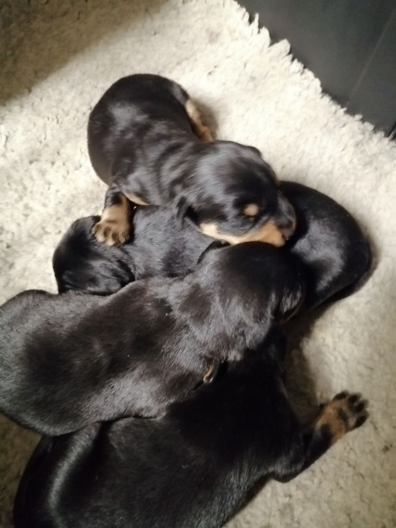 Tysk jaktterrier