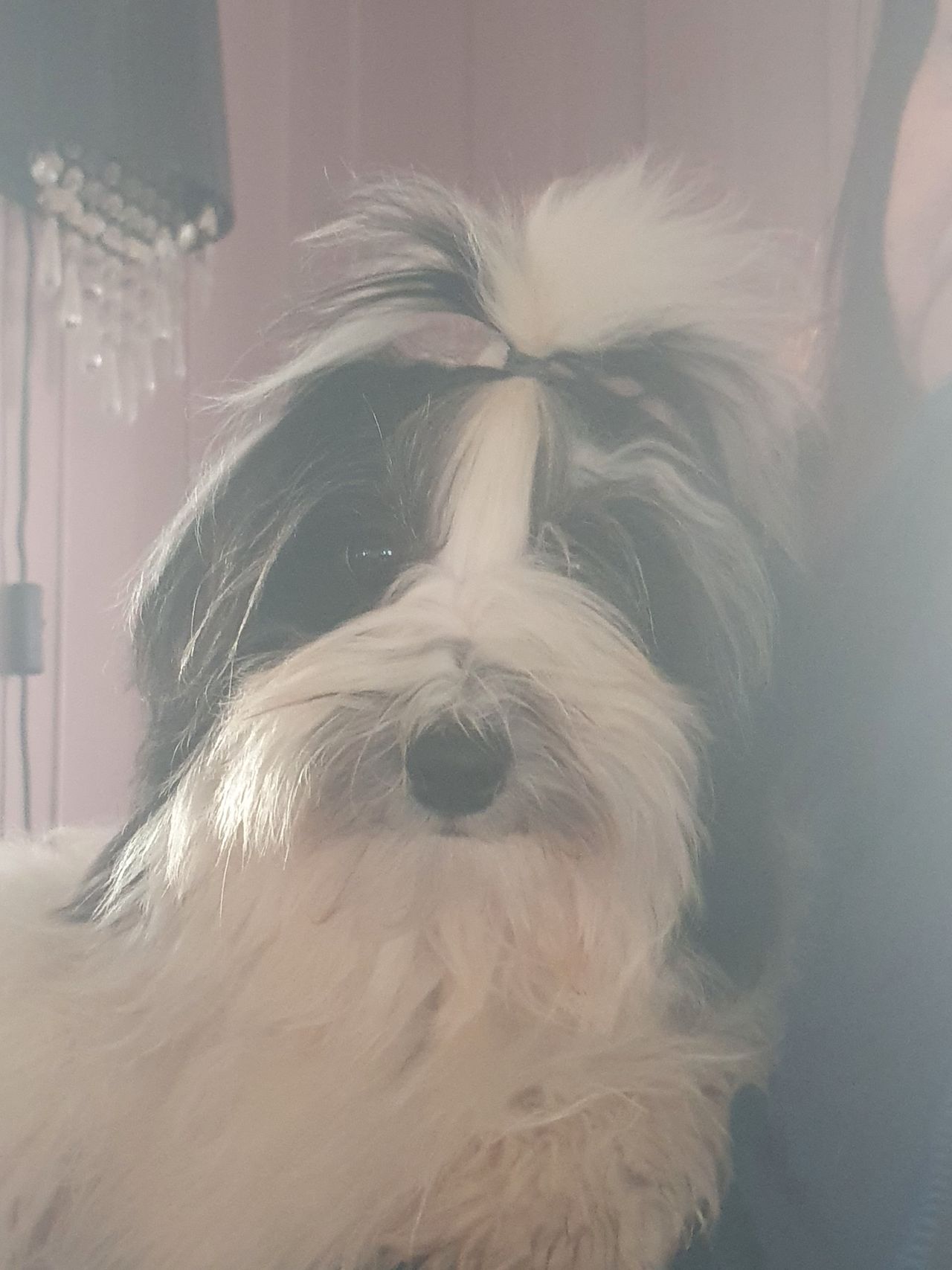 Bichon havanais