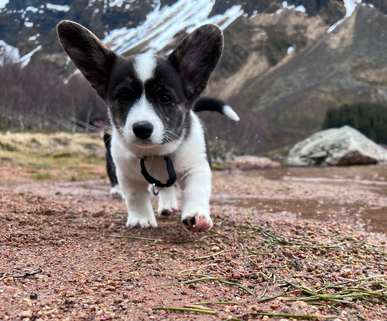 Welsh corgi cardigan