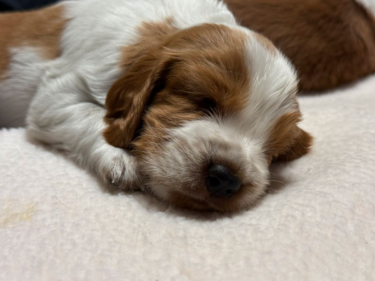 Welsh springer spaniel