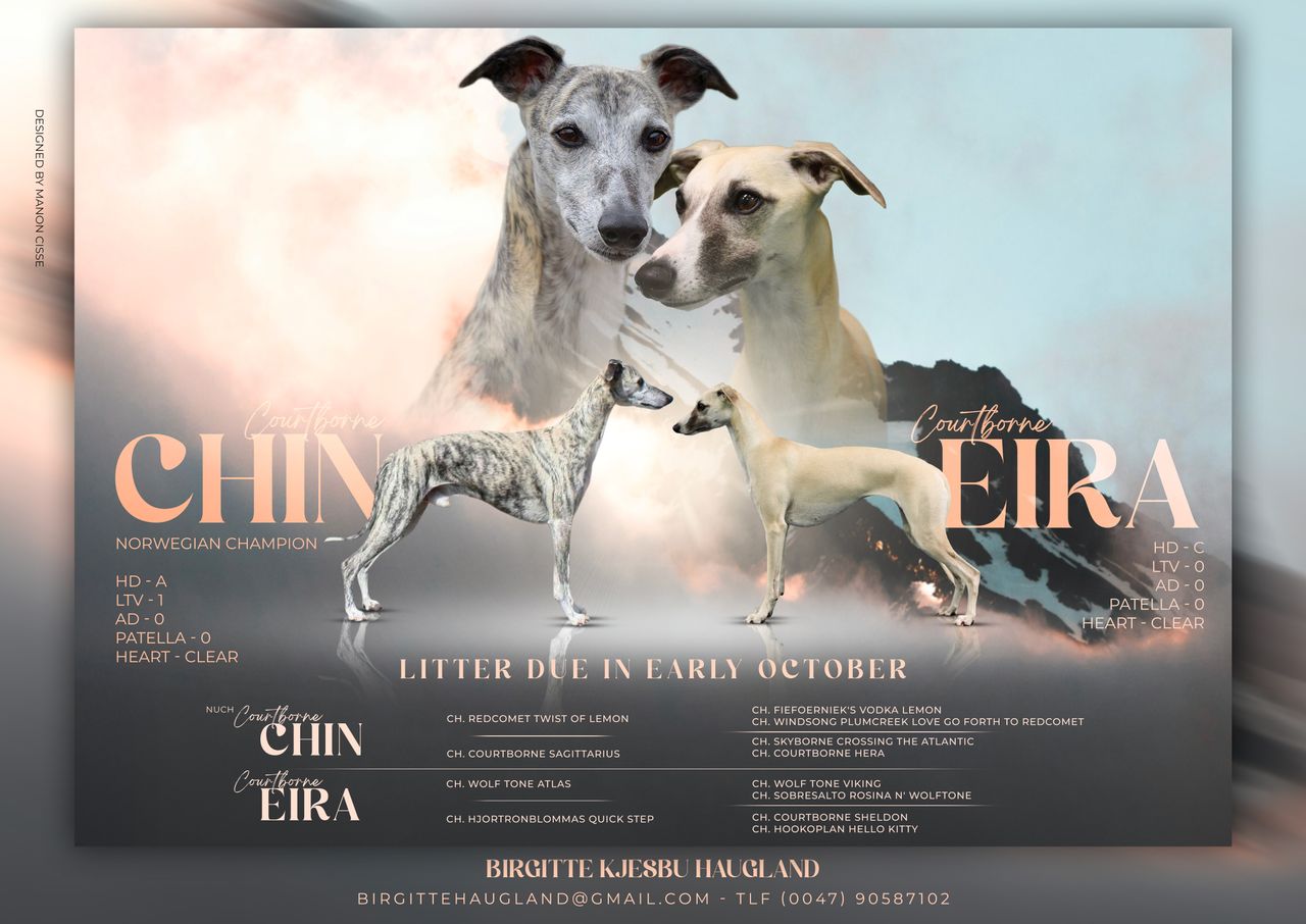 Whippet