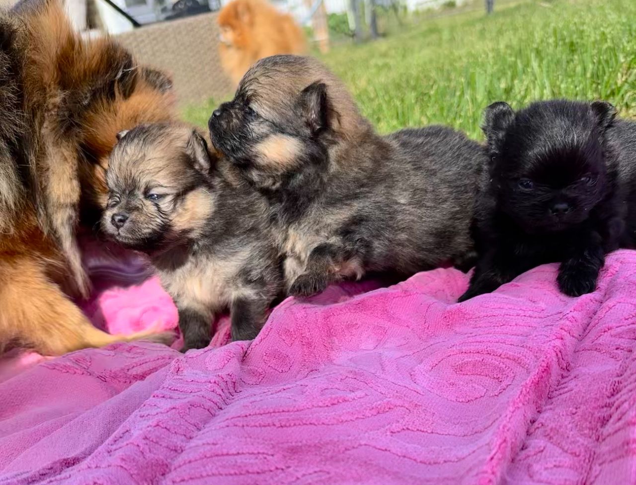 Pomeranian