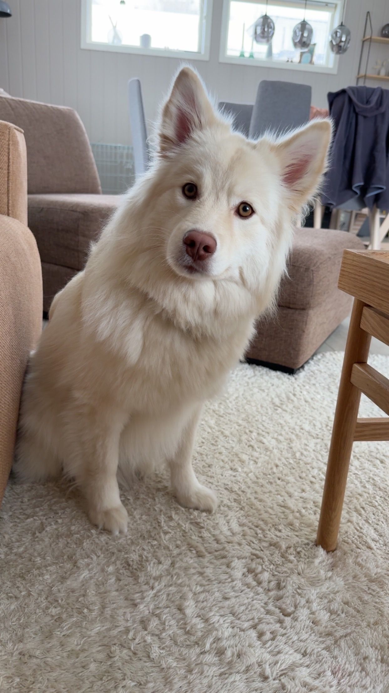 Finsk lapphund