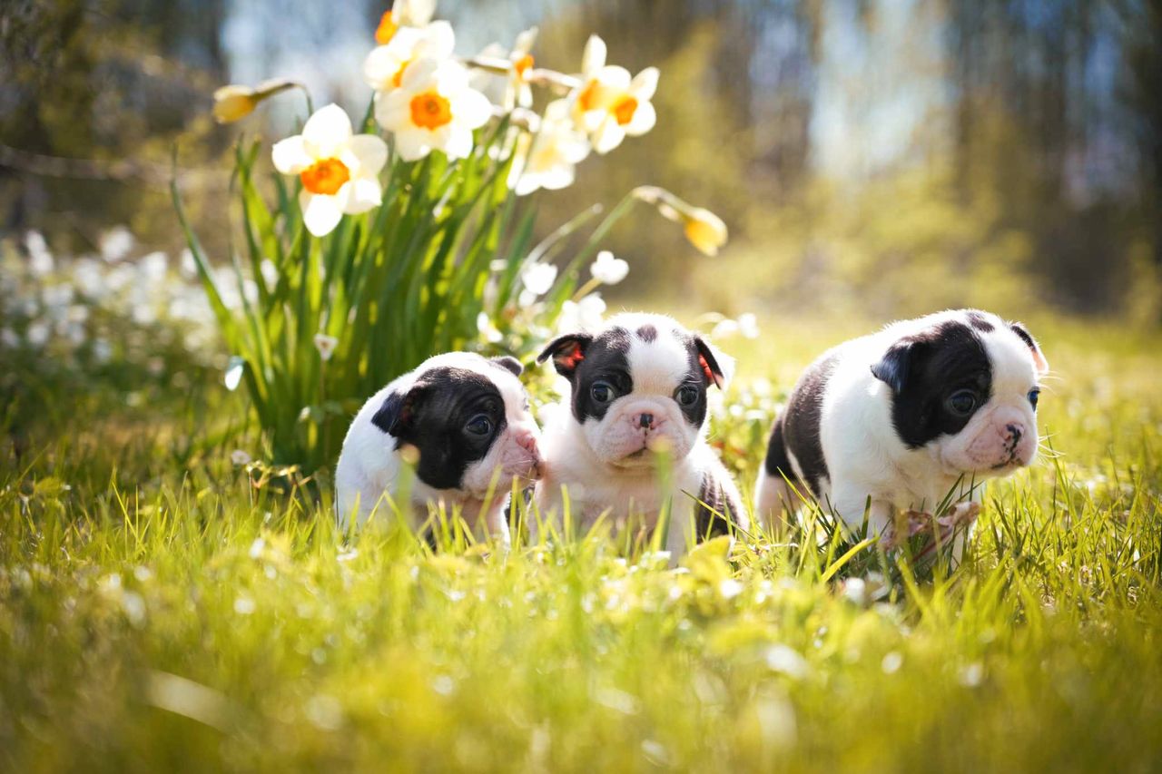 Boston terrier