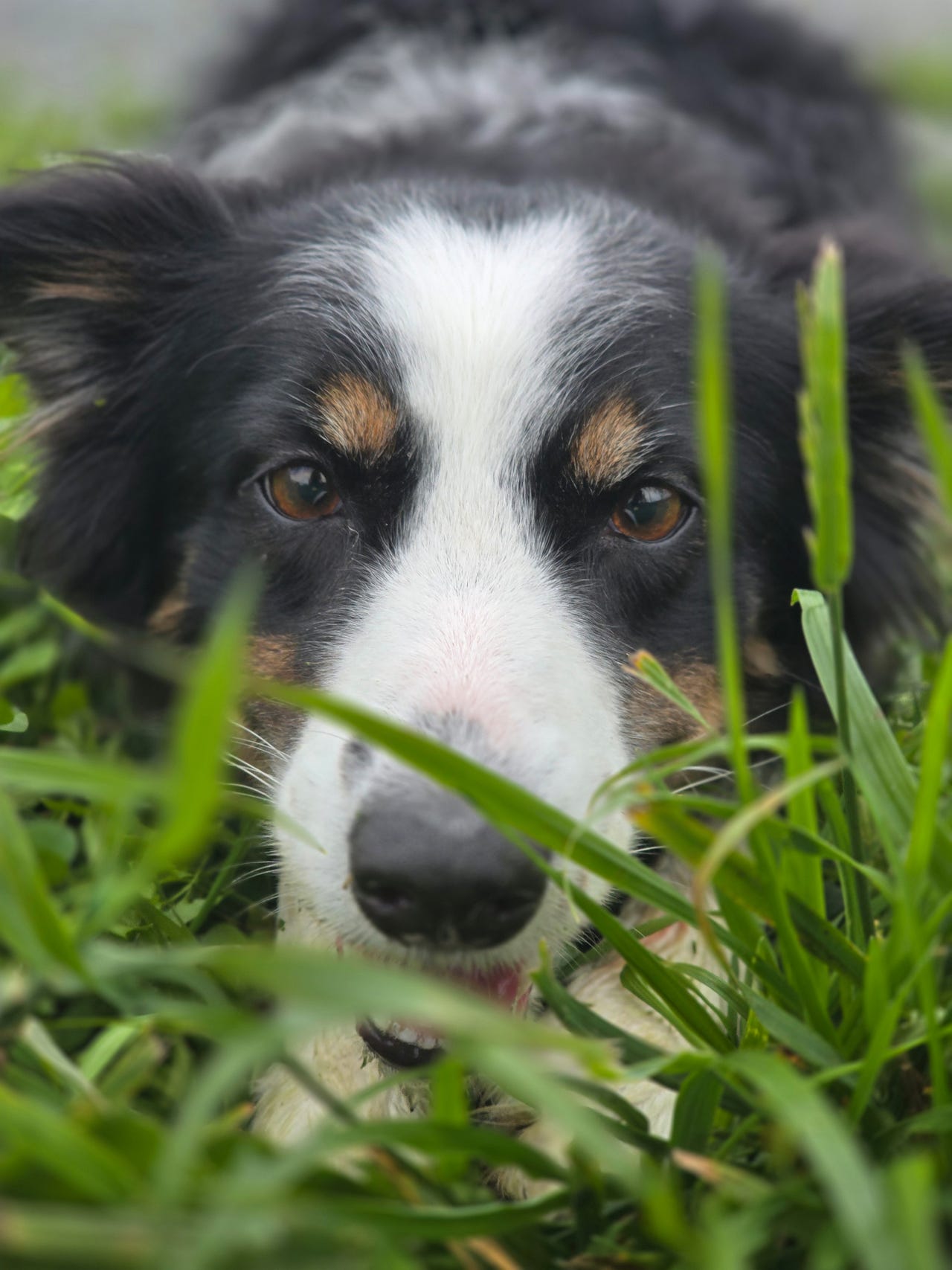 Border collie