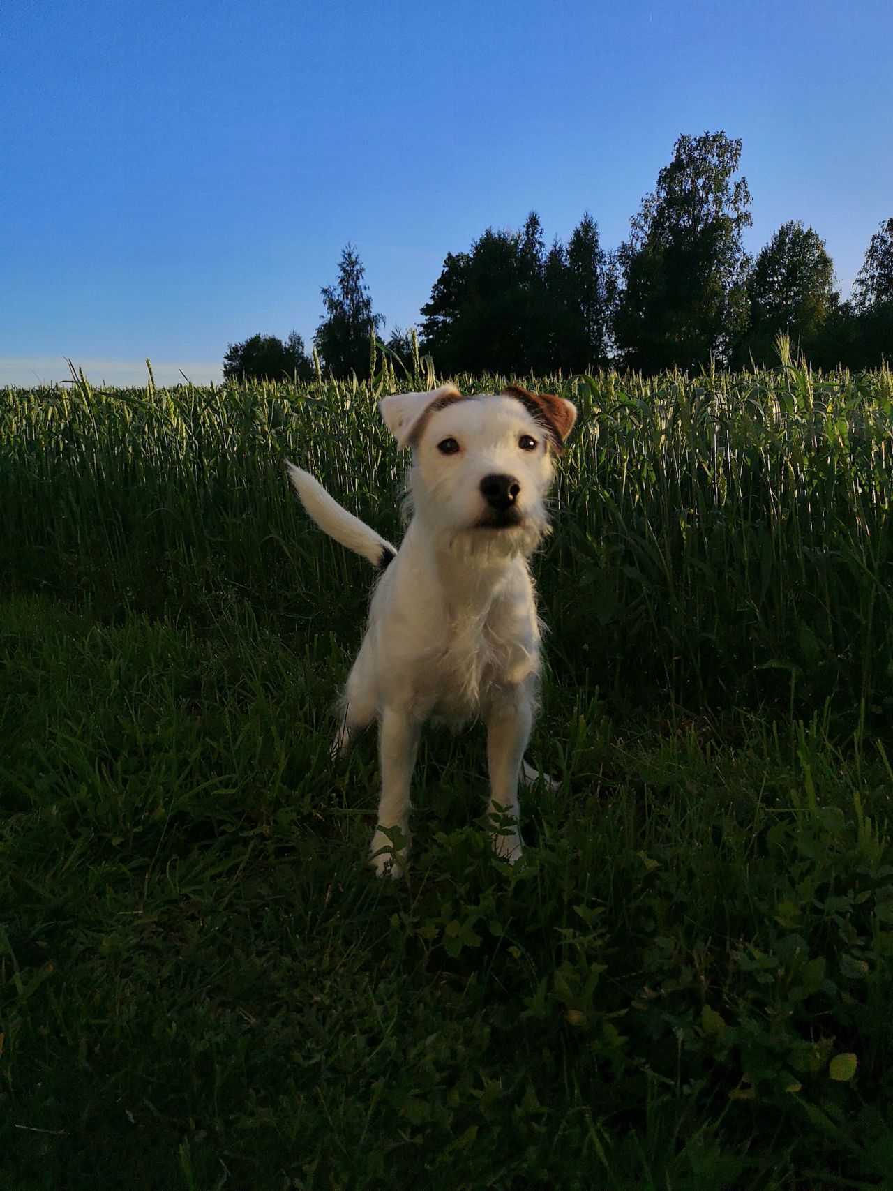 Parson russell terrier