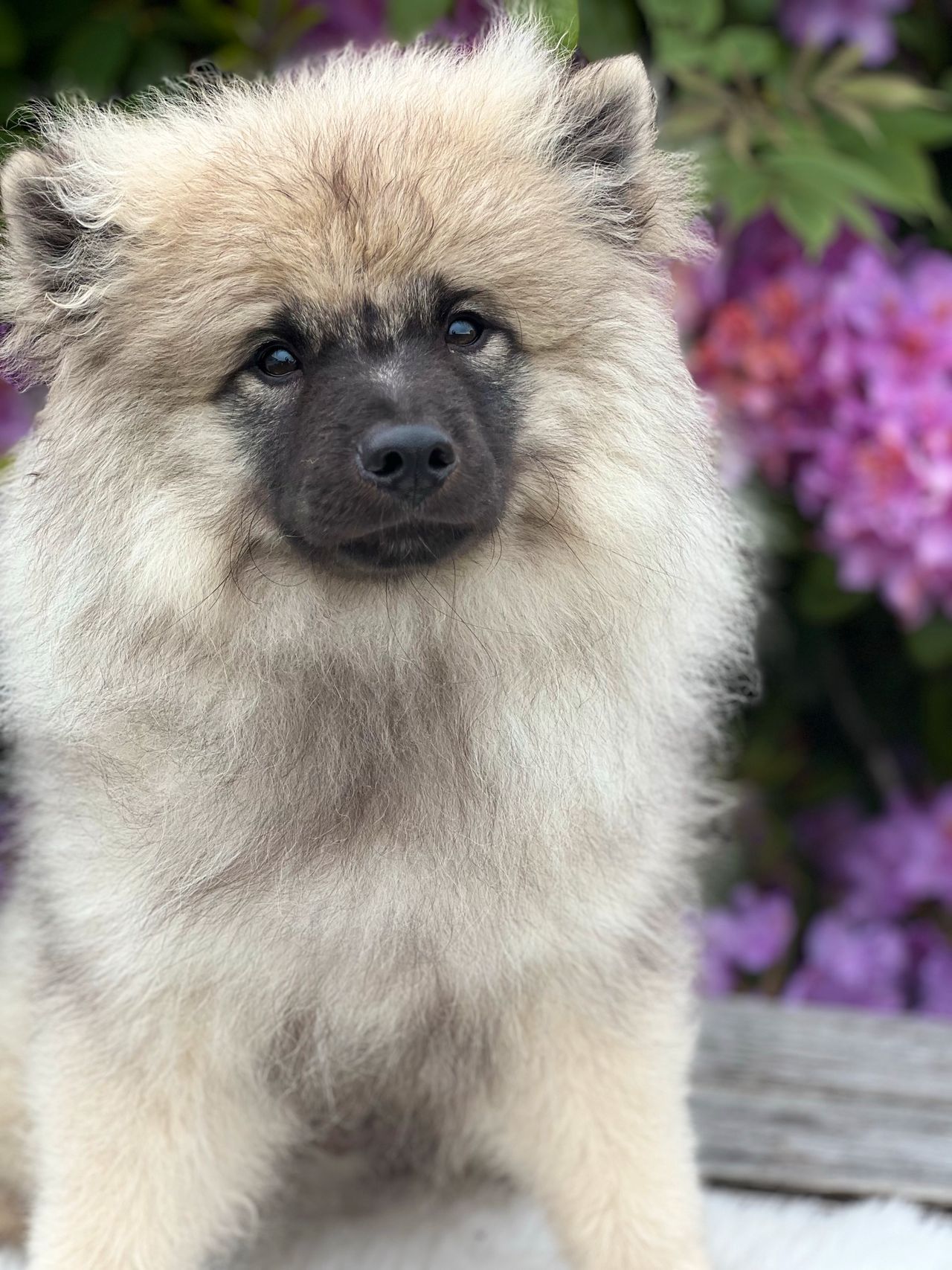 Keeshond