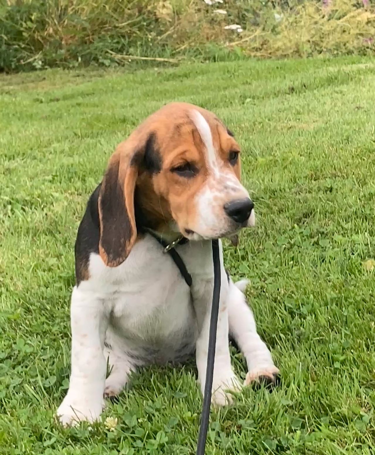 Beagle