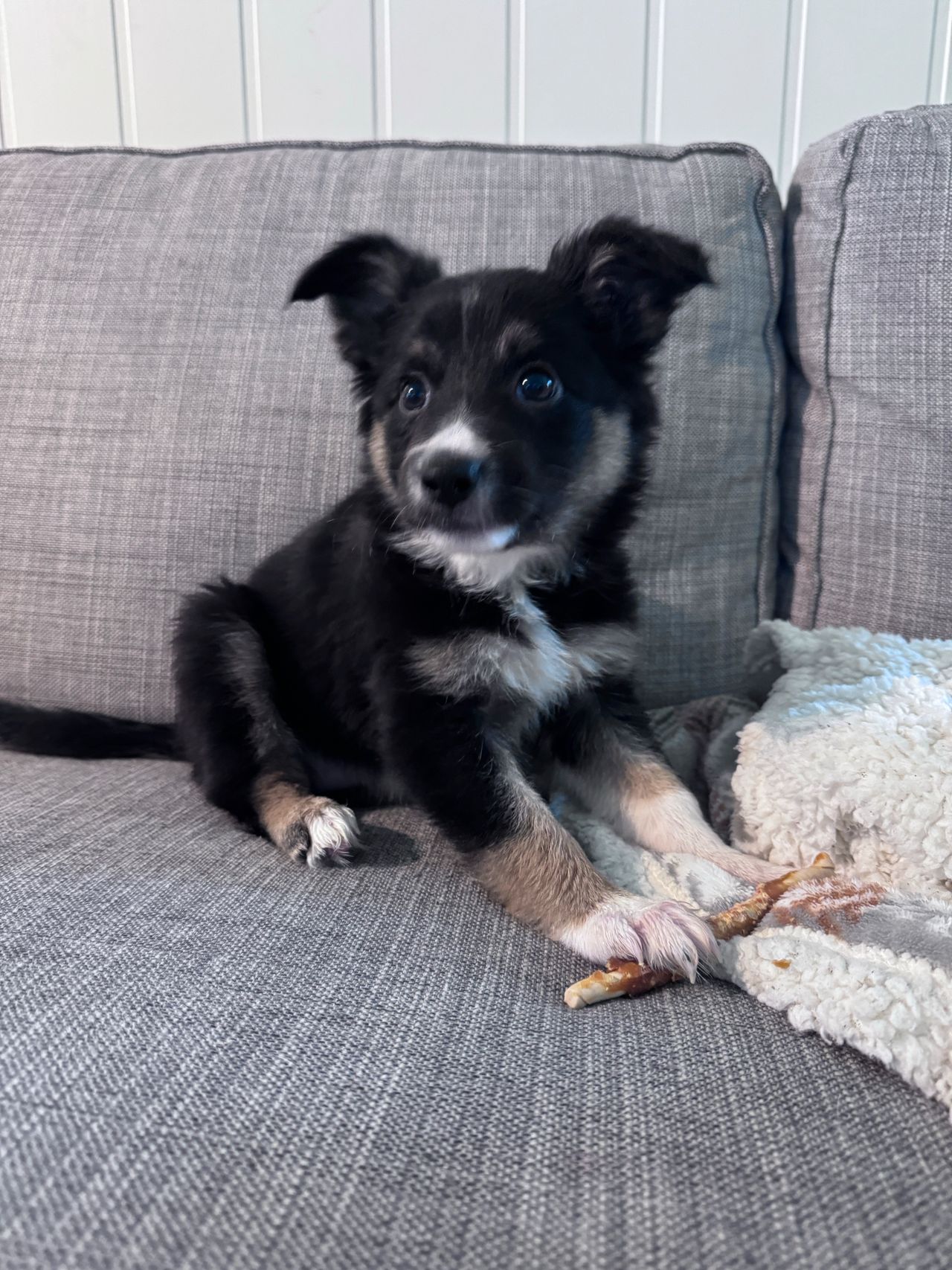 Border collie