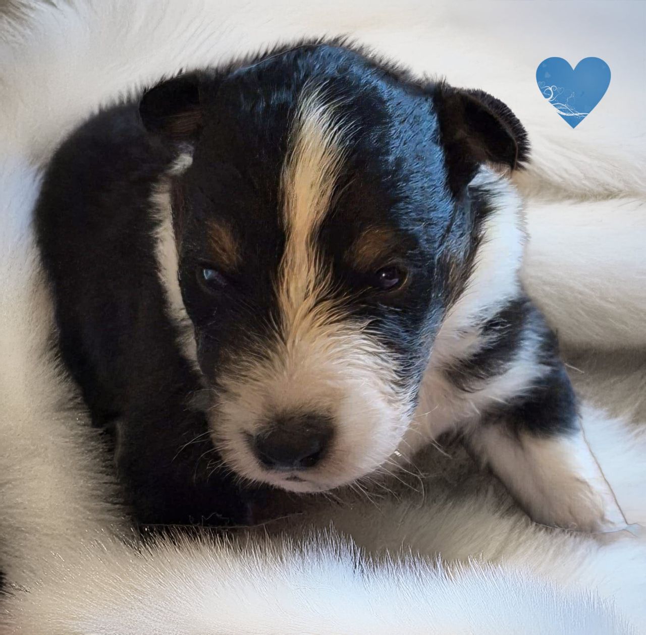 Shetland sheepdog