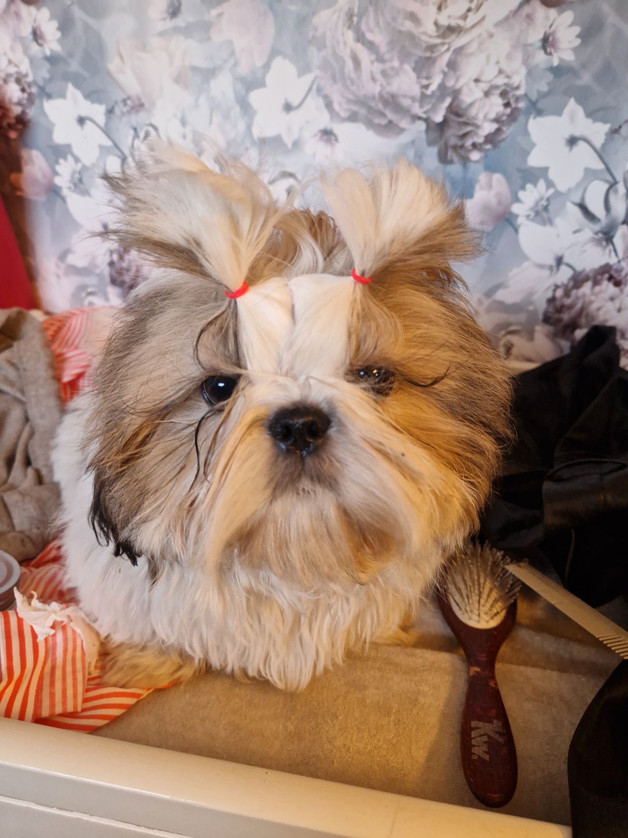 Shih tzu
