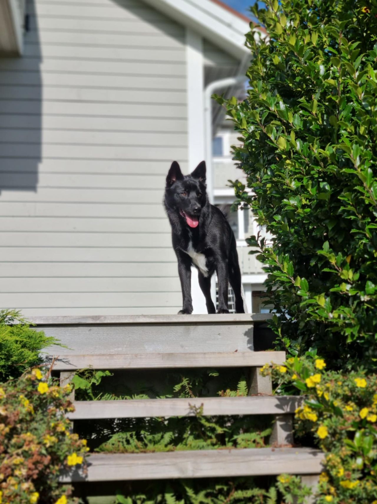 Norsk buhund