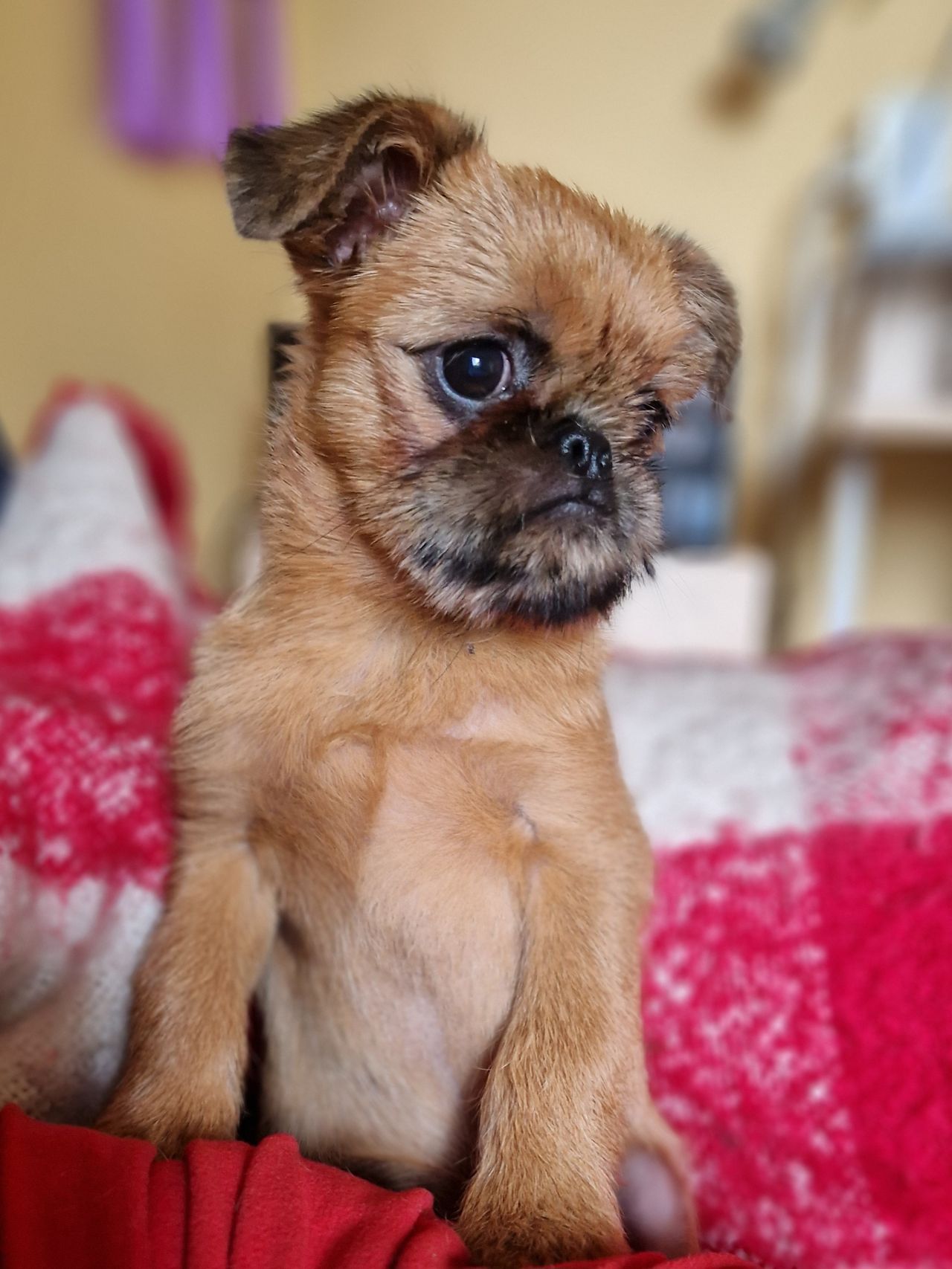 Griffon bruxellois