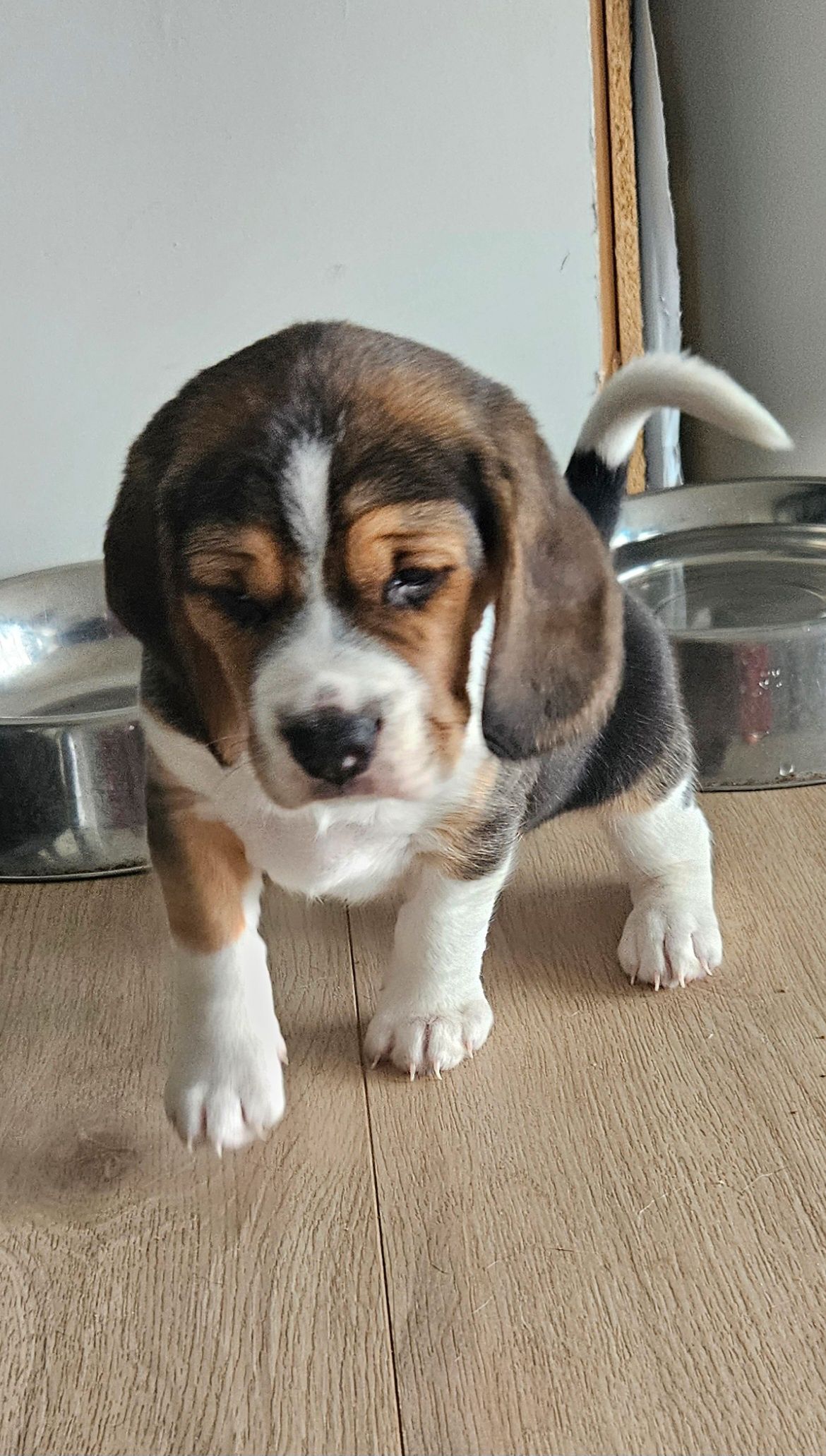 Beagle