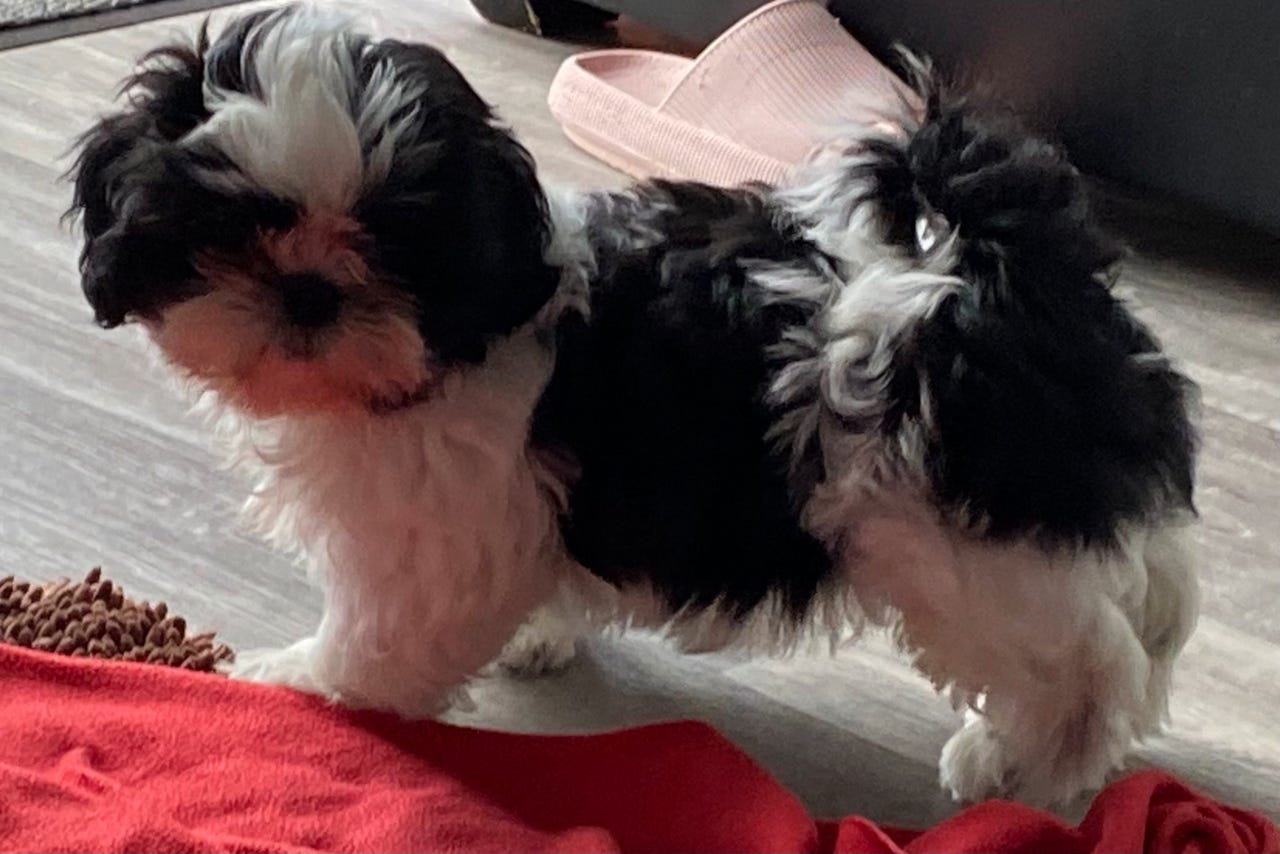 Shih tzu