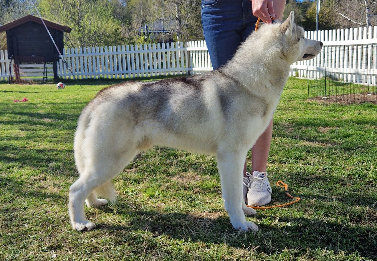 Siberian husky