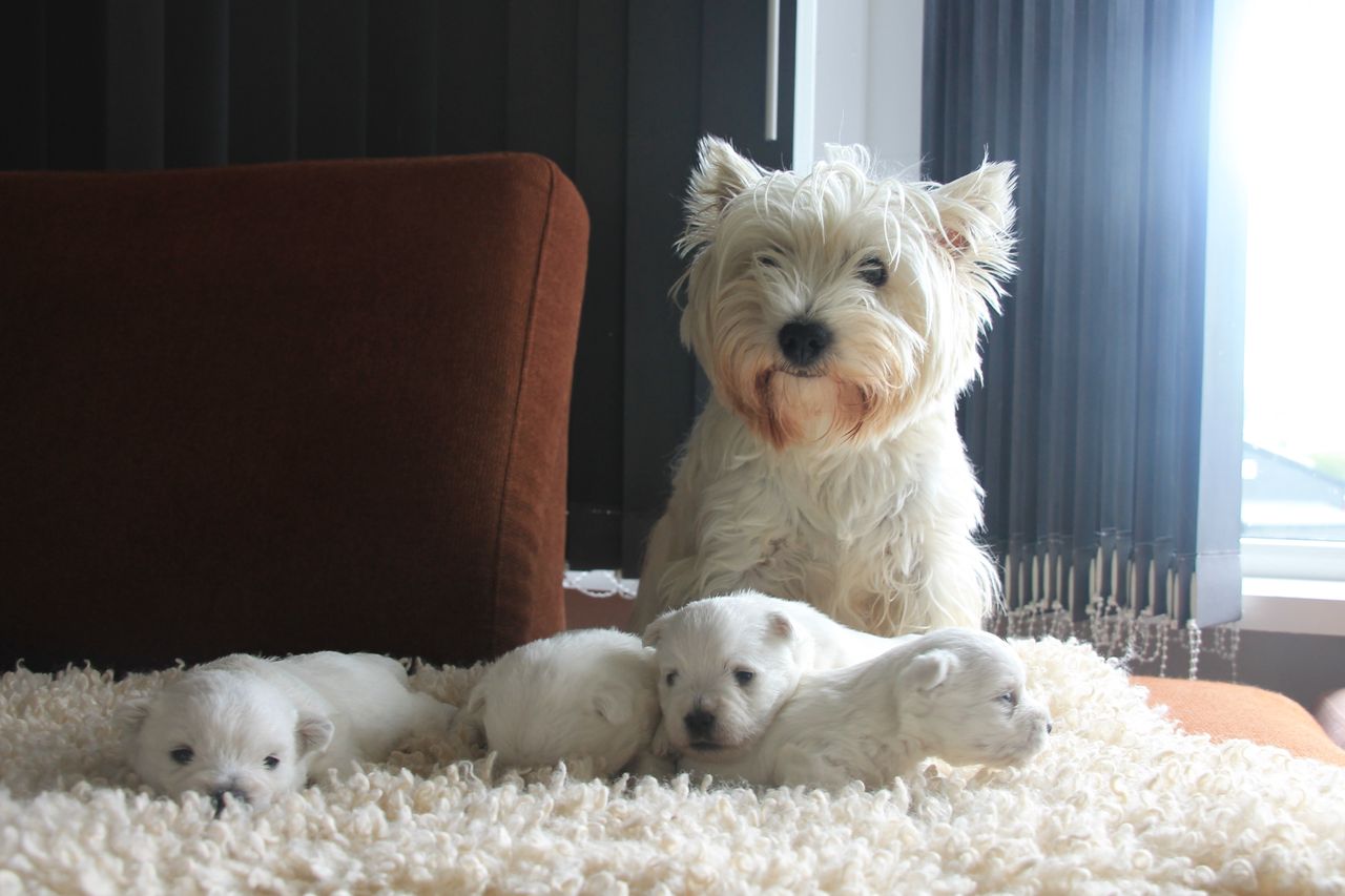 West highland white terrier