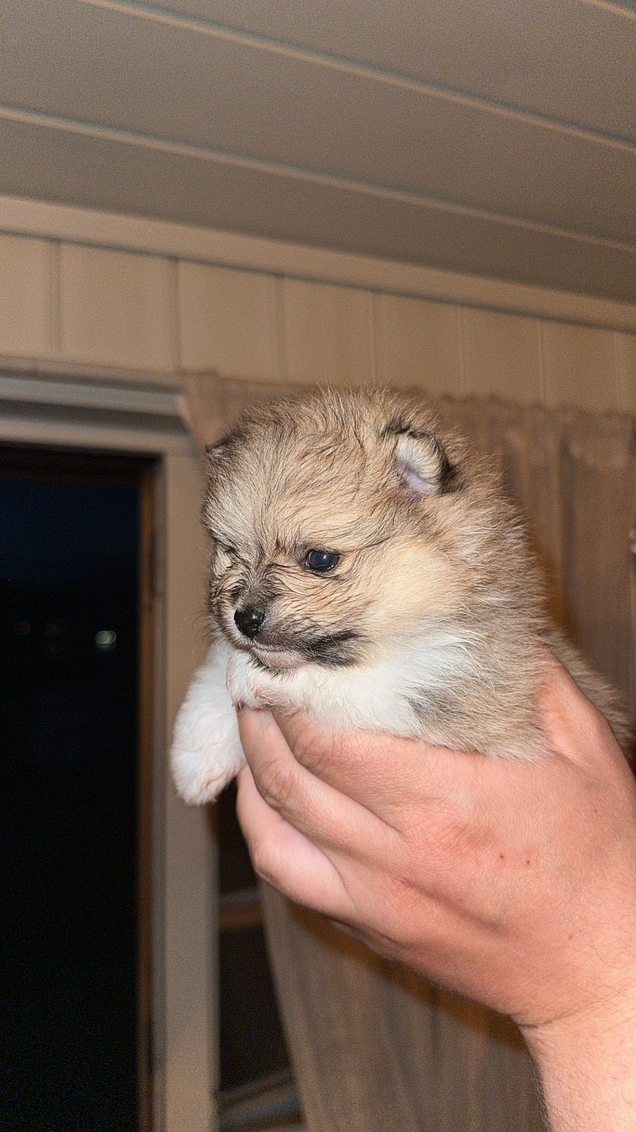 Pomeranian