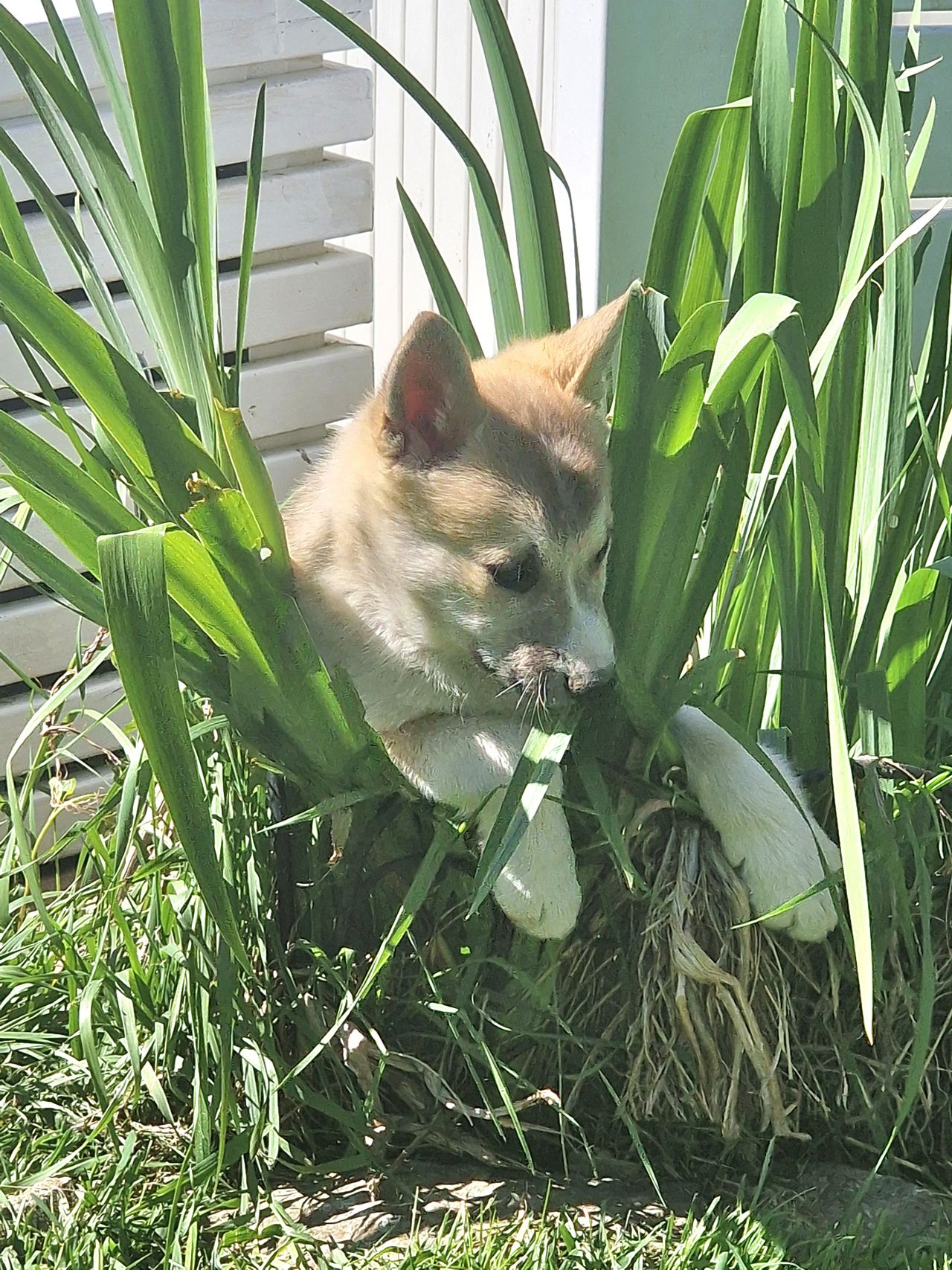 Norsk buhund