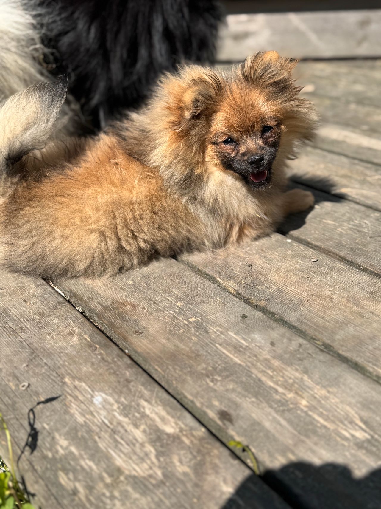 Pomeranian