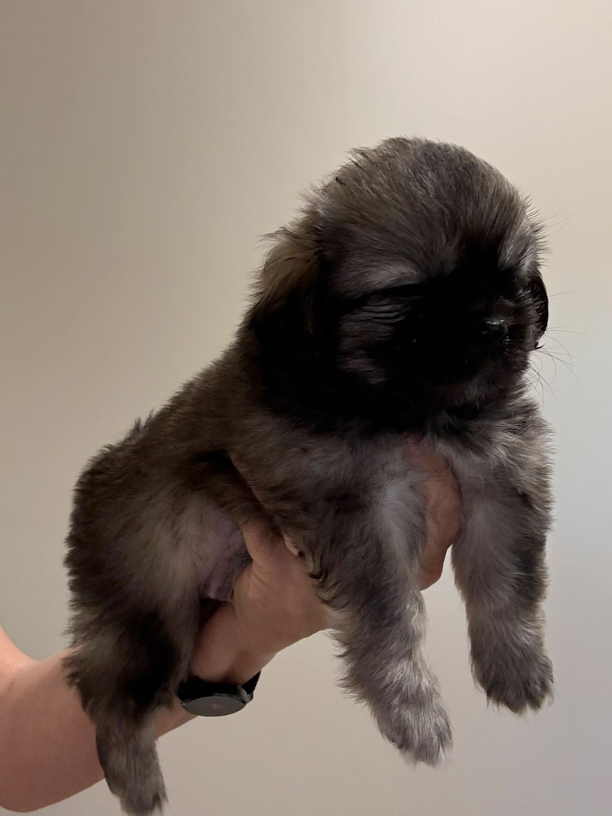 Tibetansk spaniel
