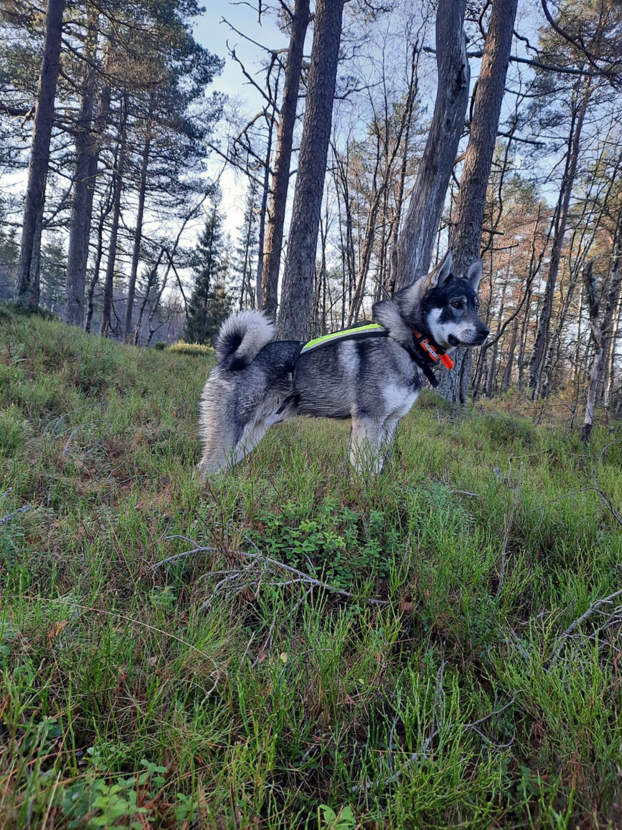 Jämthund
