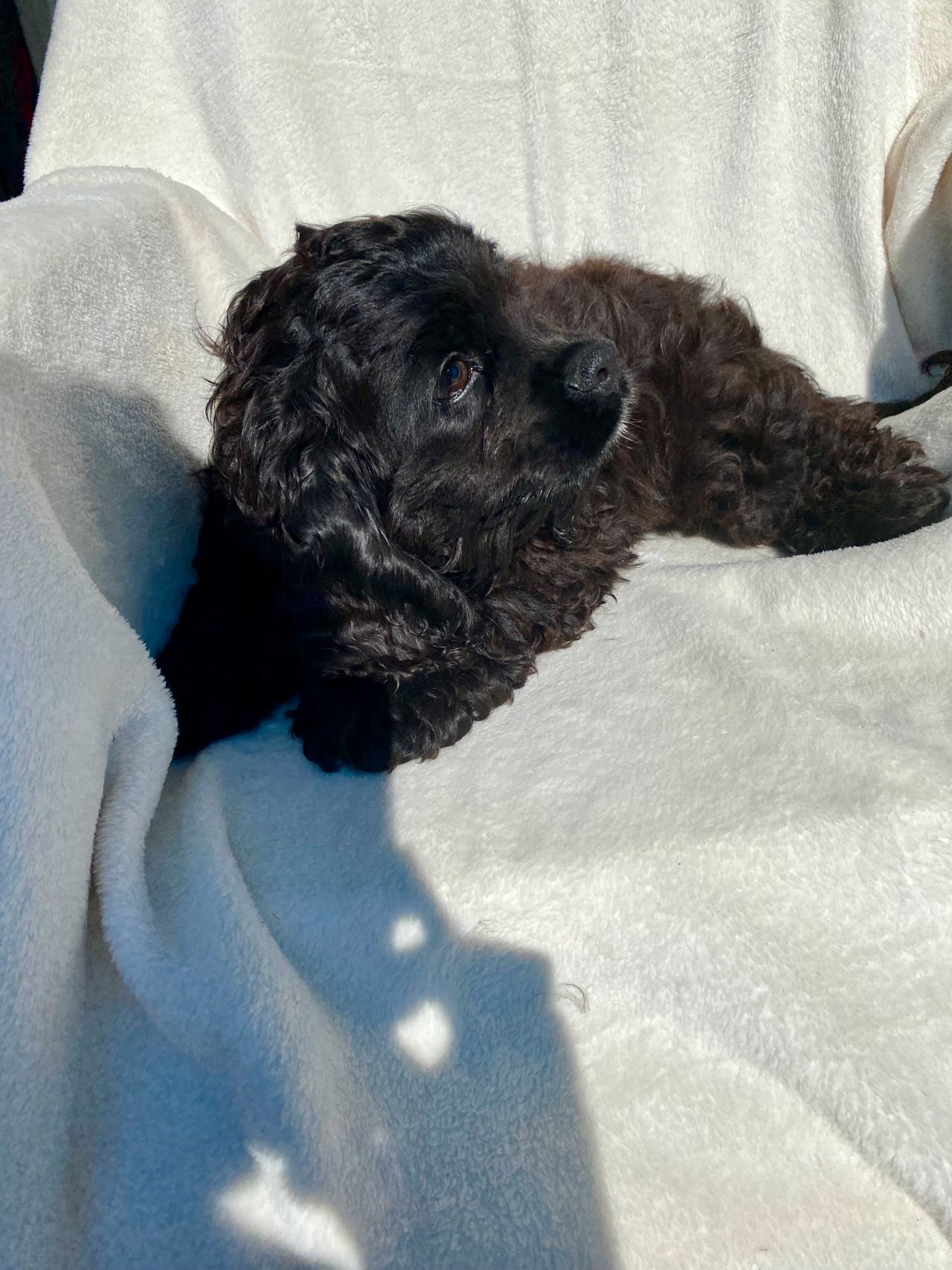 Amerikansk cocker spaniel