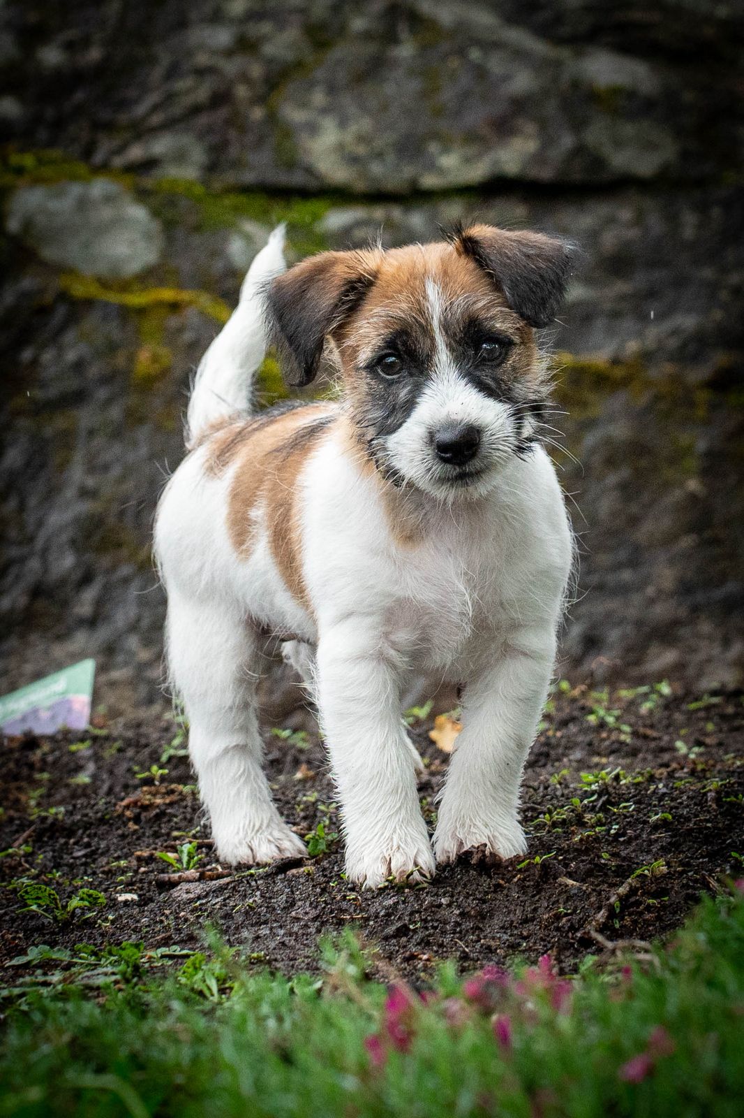 Jack russell terrier