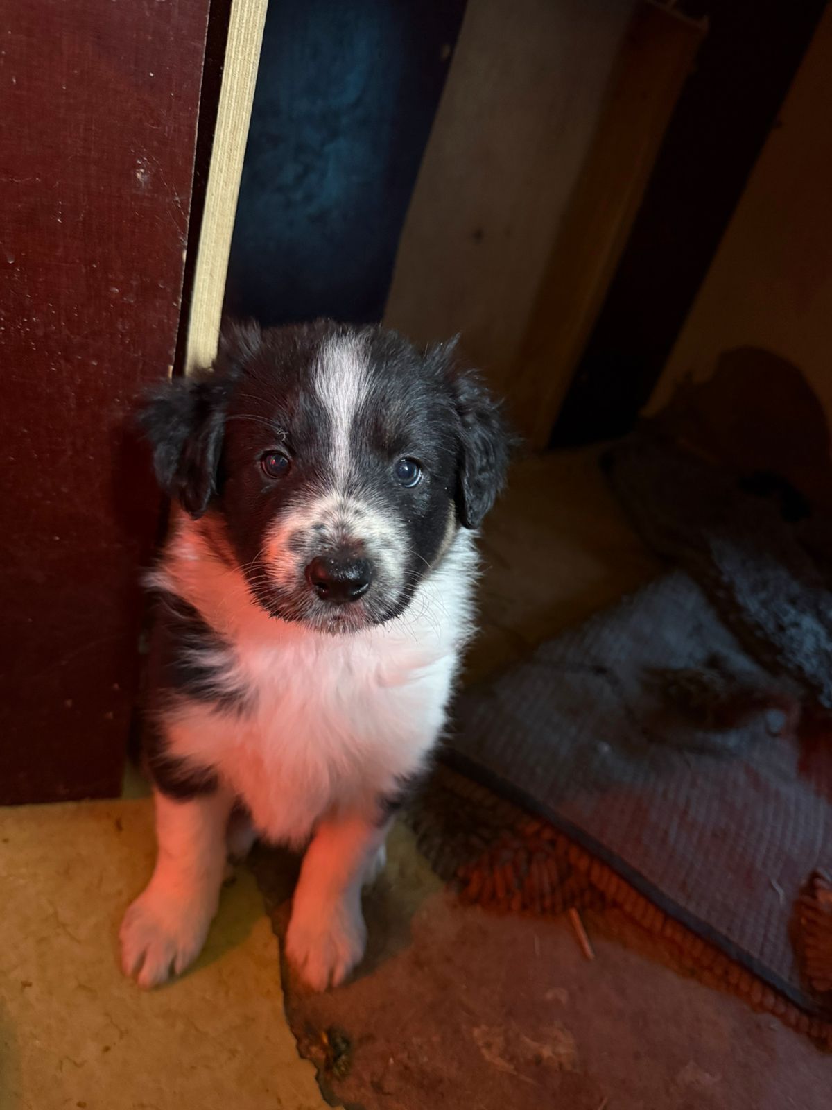 Border collie