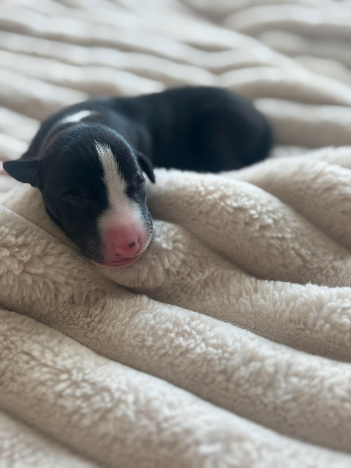 Whippet