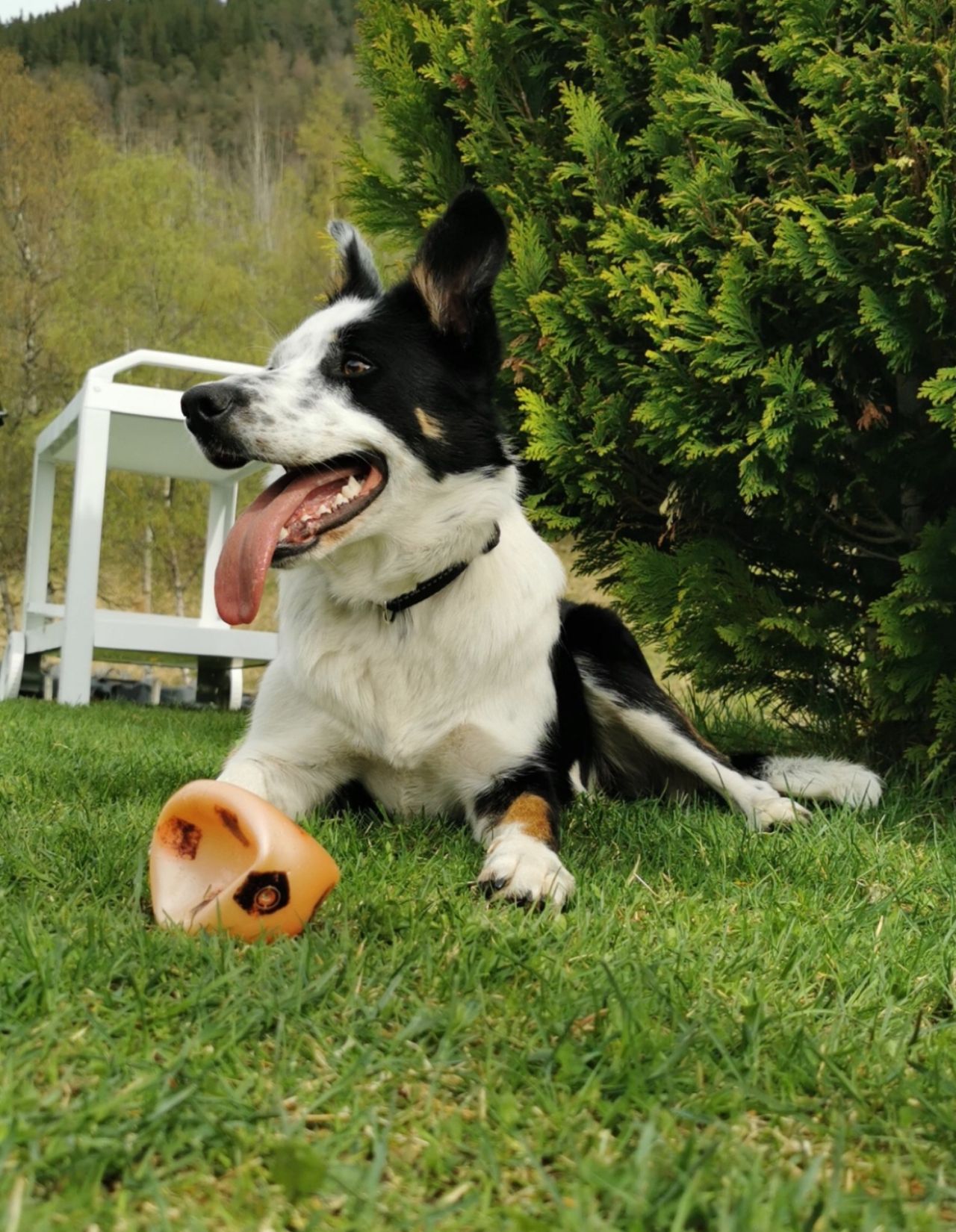 Border collie