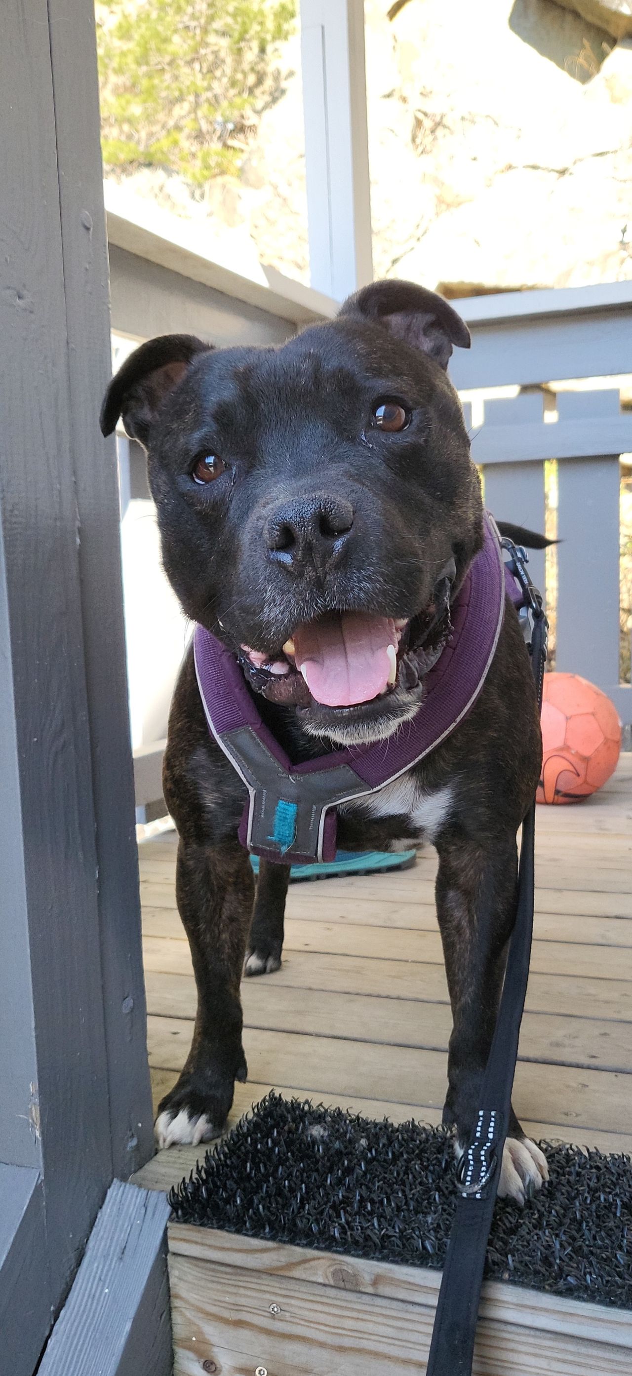 Staffordshire bull terrier