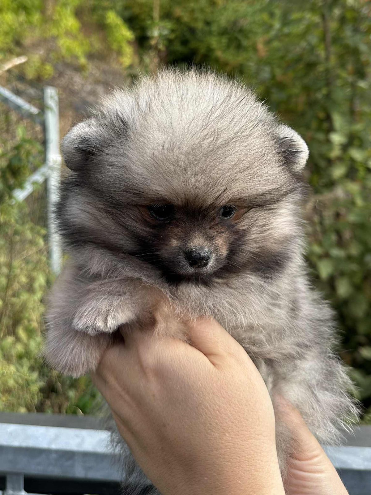 Pomeranian