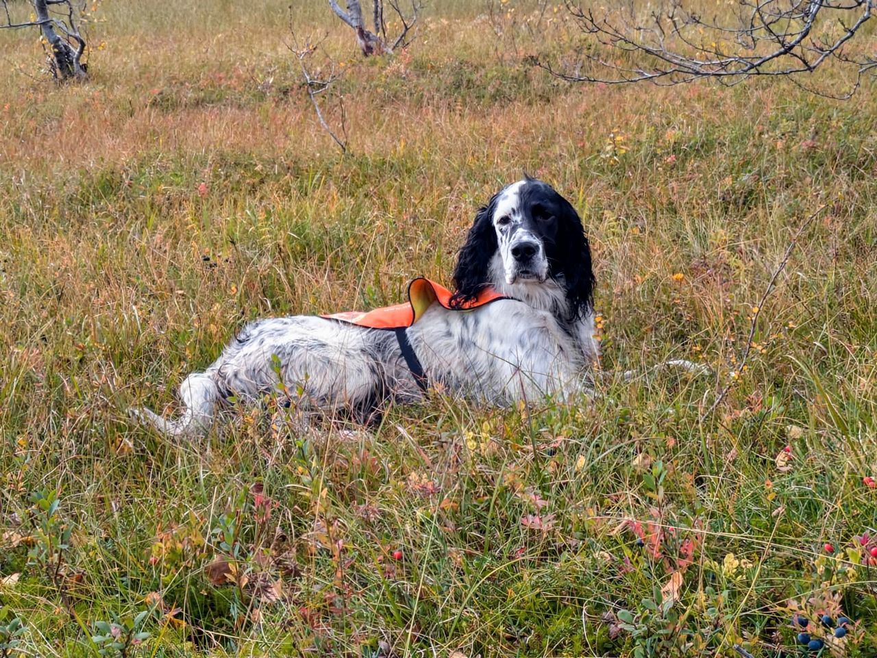 Engelsk setter