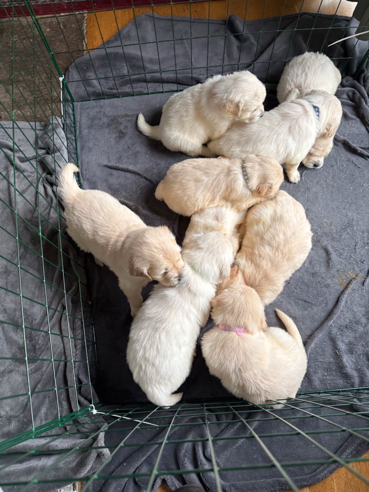 Golden retriever
