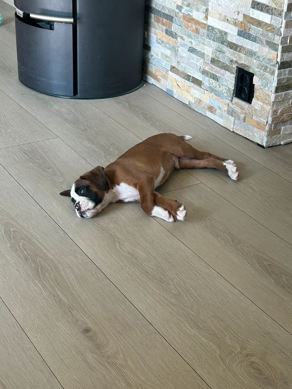 Boxer