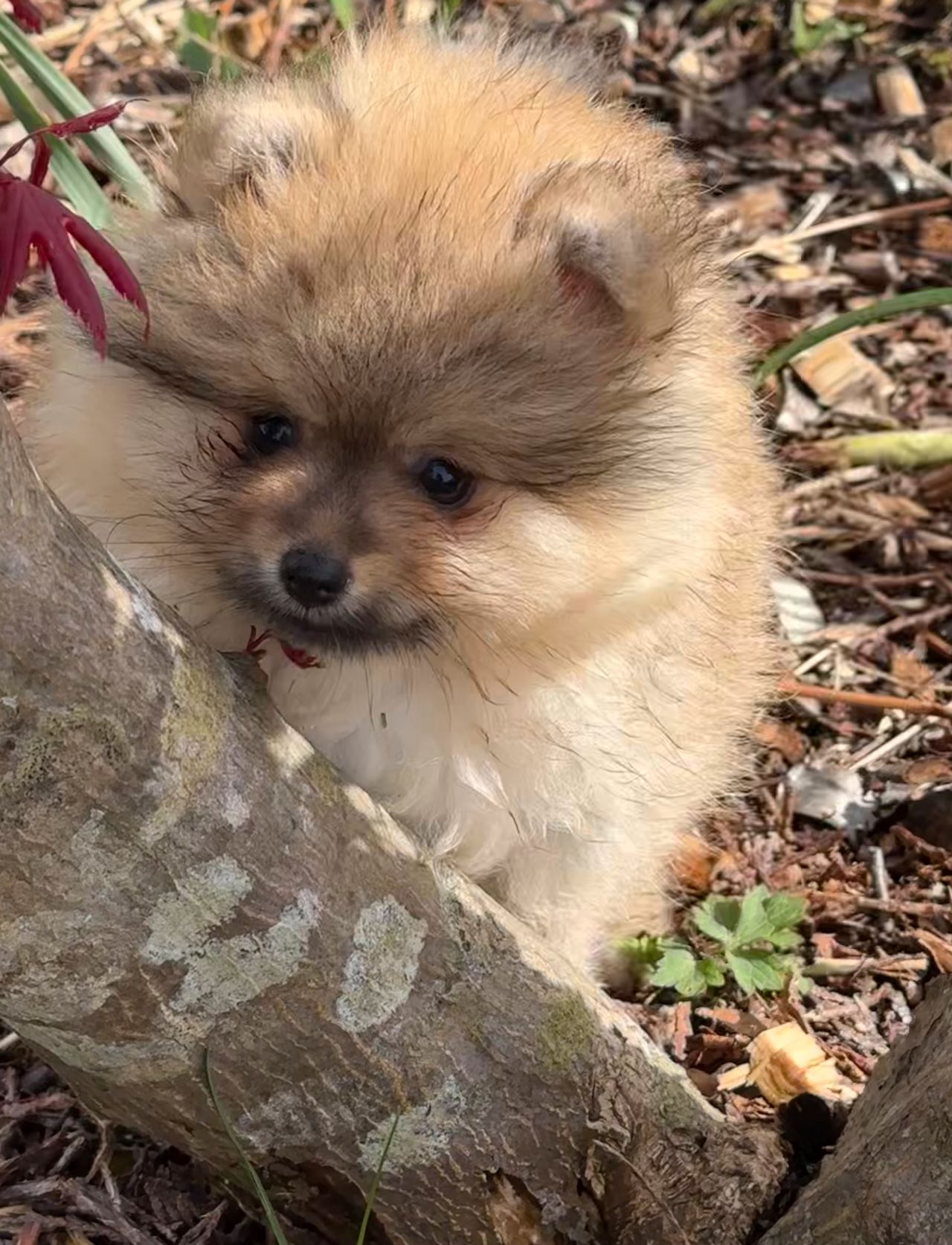 Pomeranian