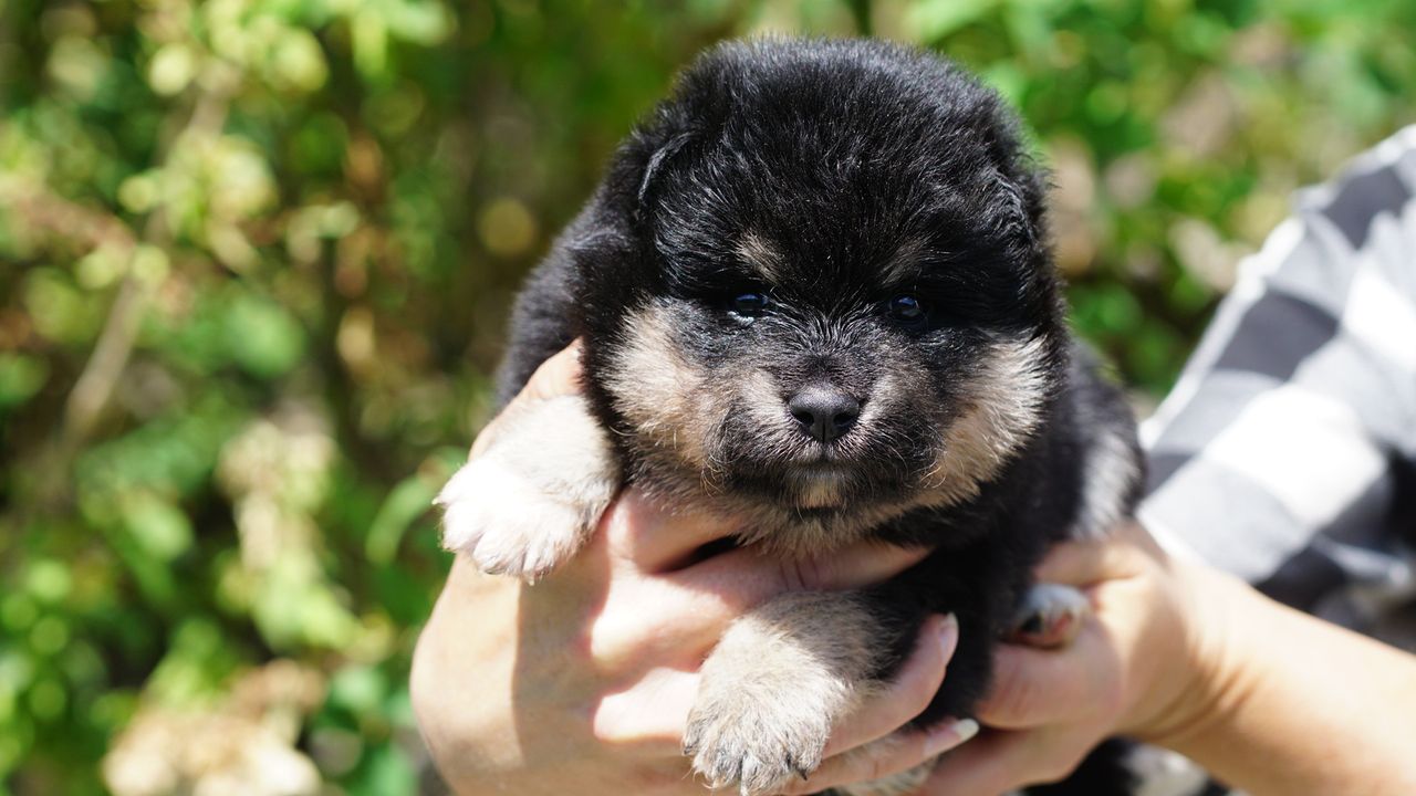 Finsk lapphund