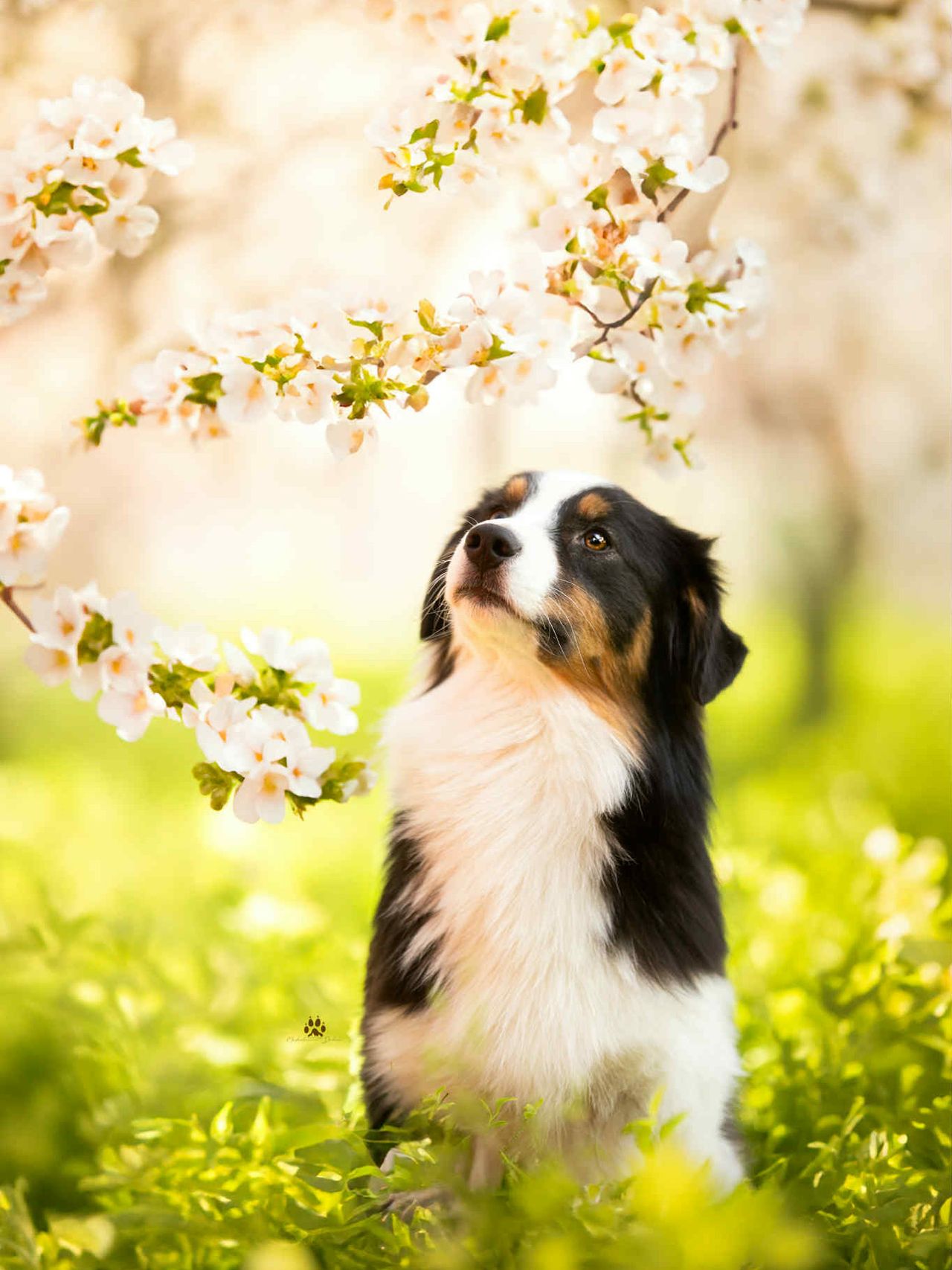 Australian shepherd