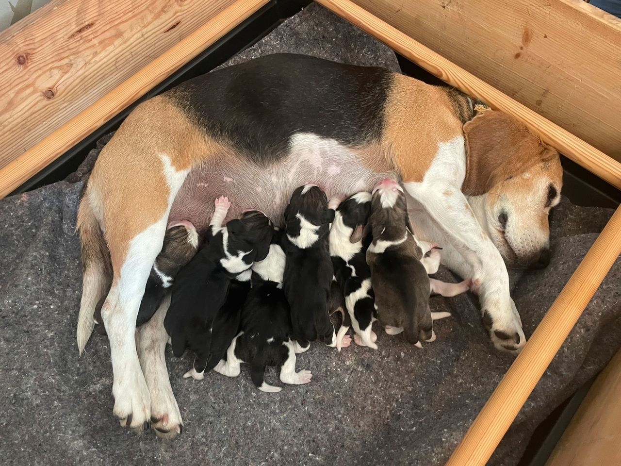 Beagle