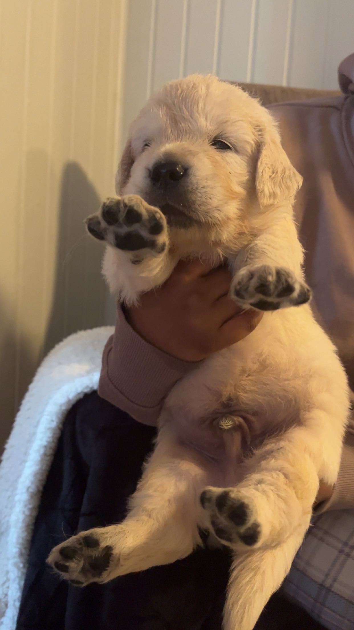 Golden retriever