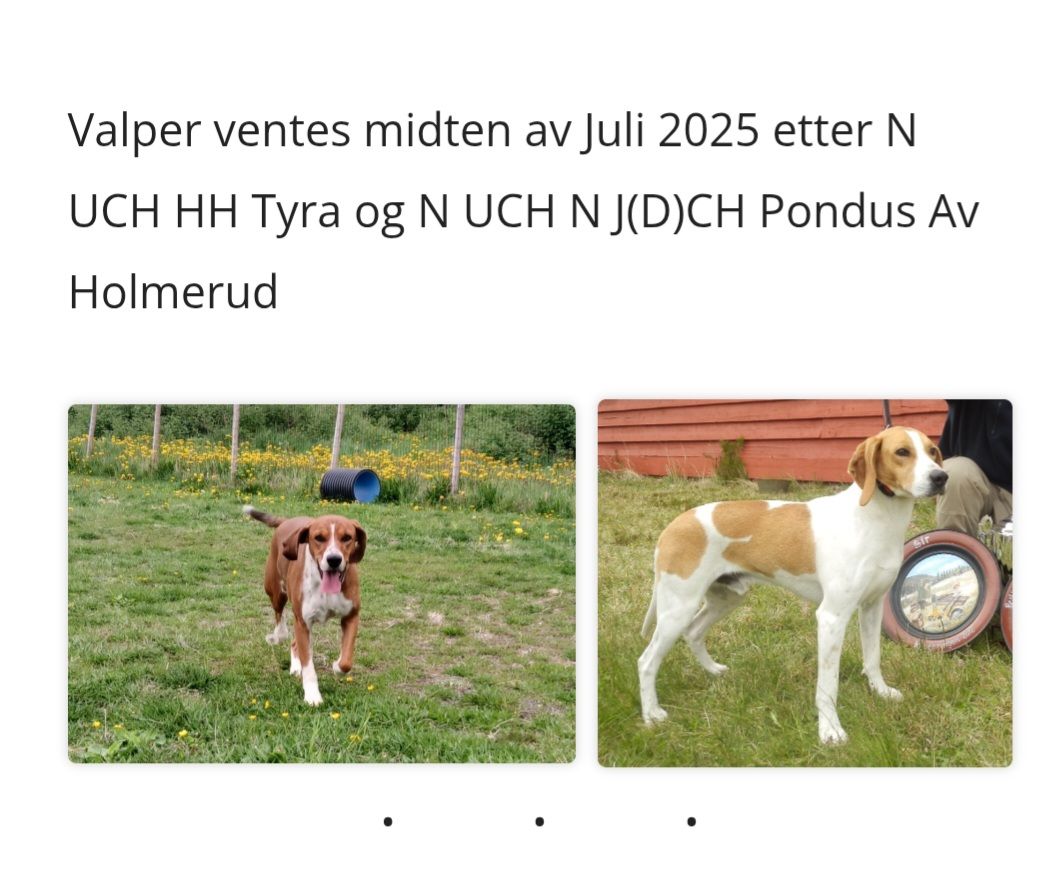 Hygenhund