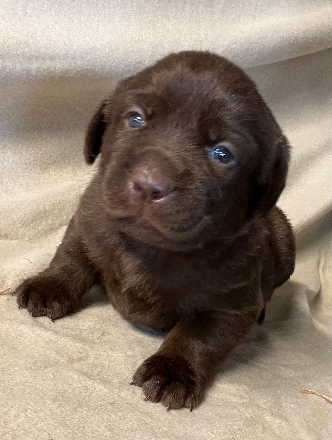 Labrador retriever