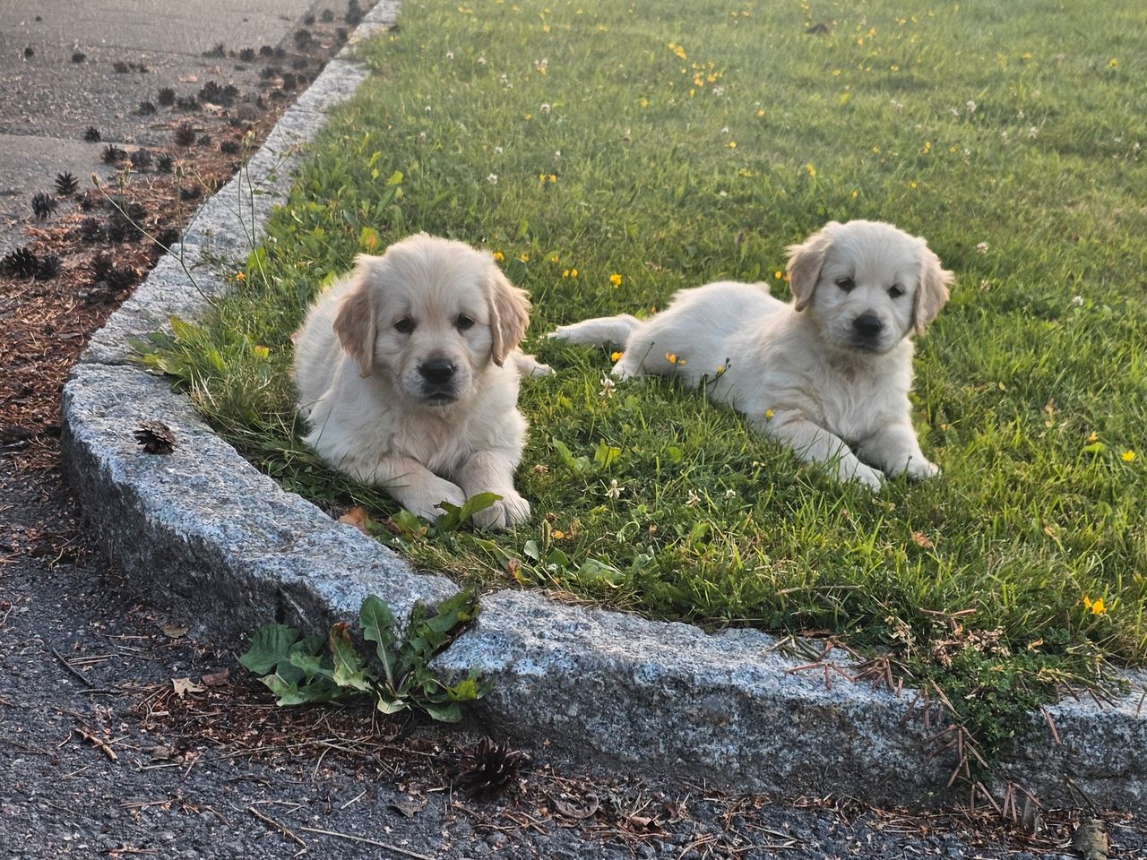 Golden retriever