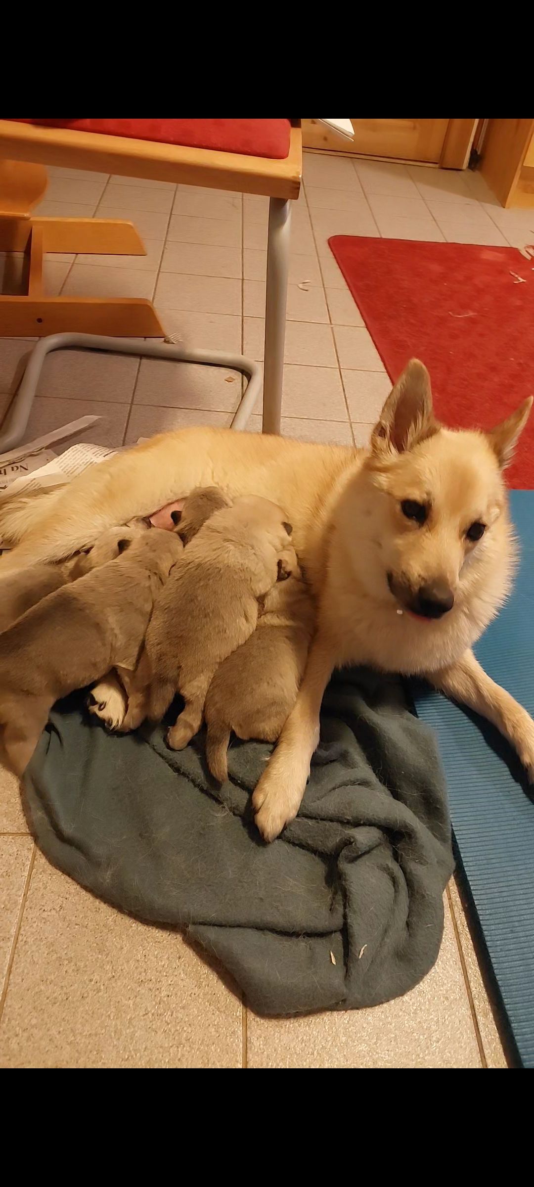 Norsk buhund